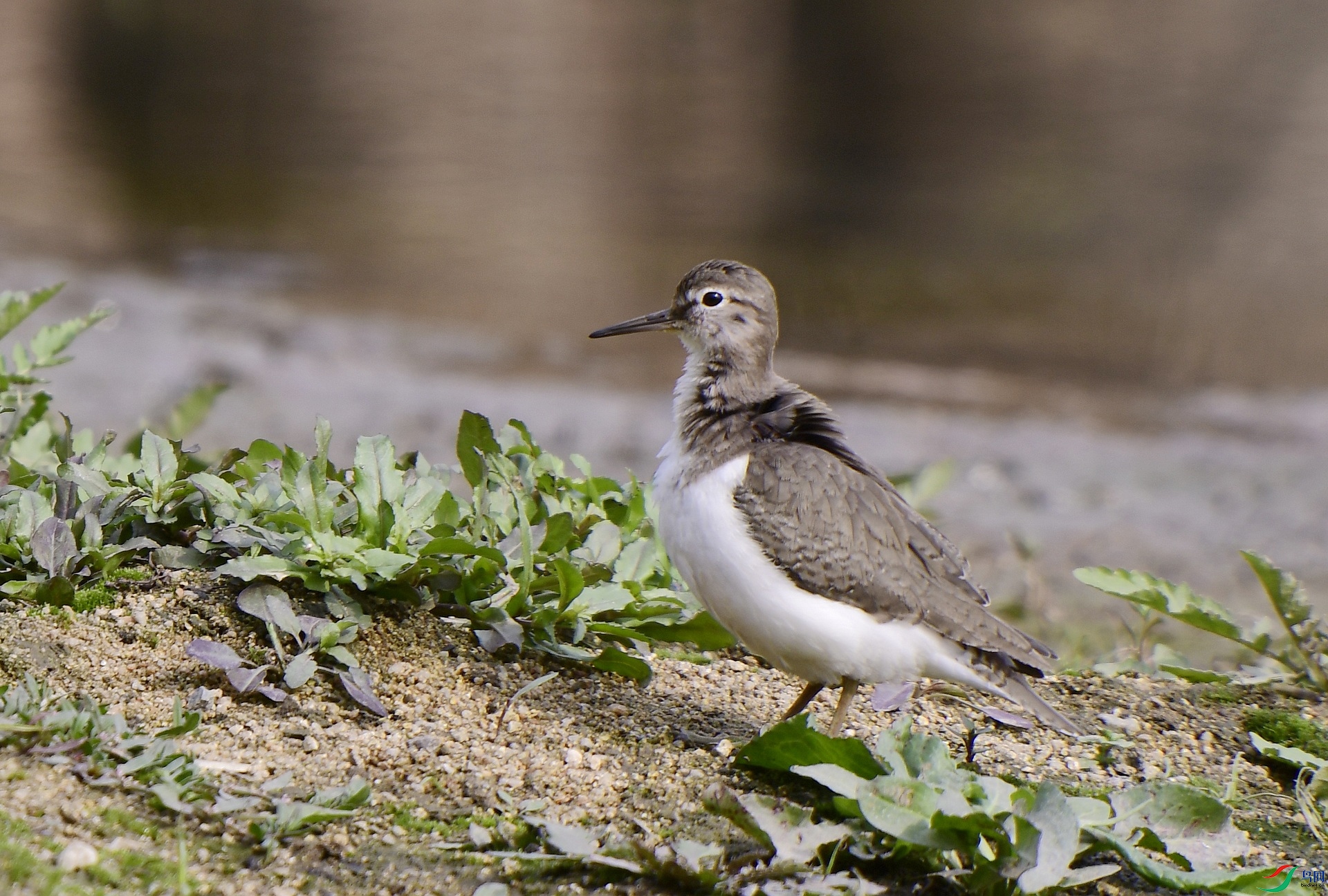 _D5D8130.jpg