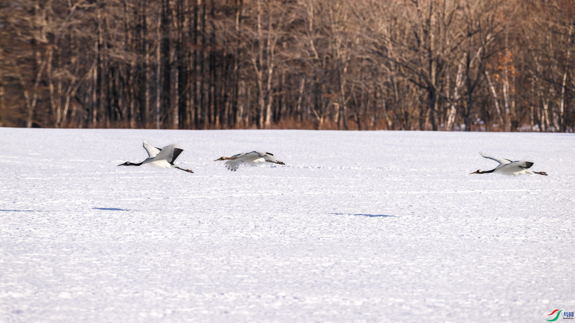 _DSC4585-2.jpg