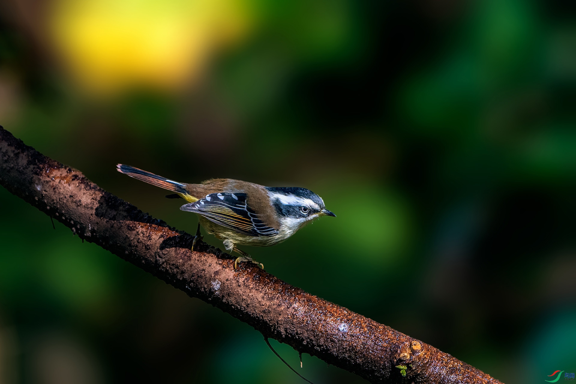_AUU4345��βϣ��(24.2.17).jpg