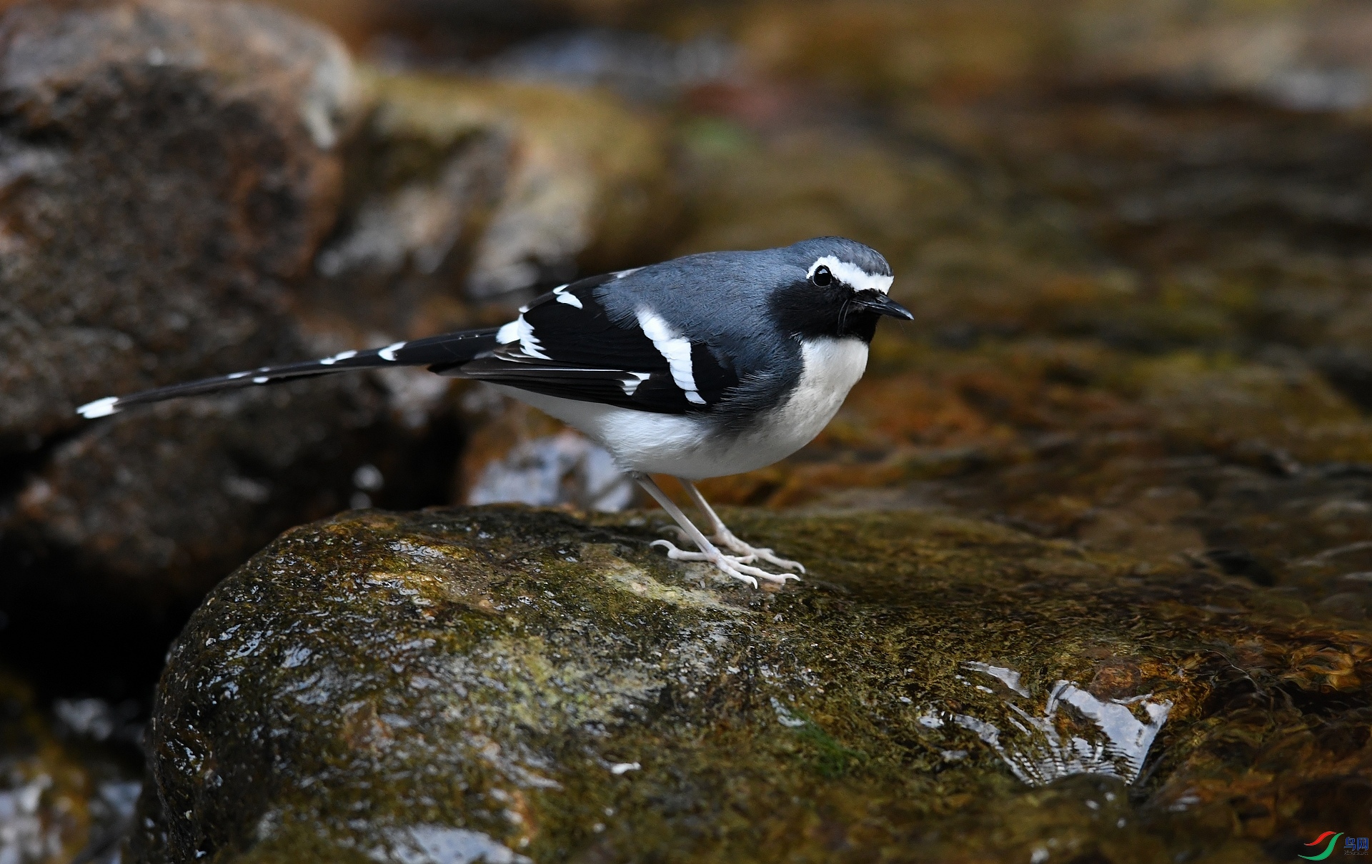 DSC_2955.jpg