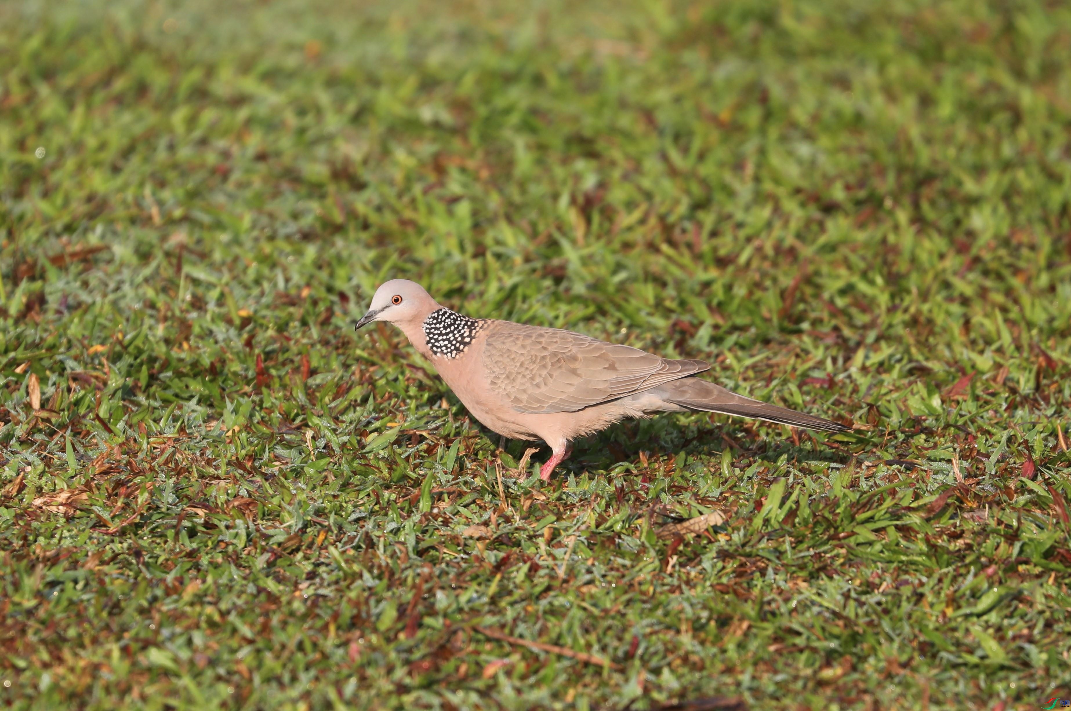 BL7A8804.JPG