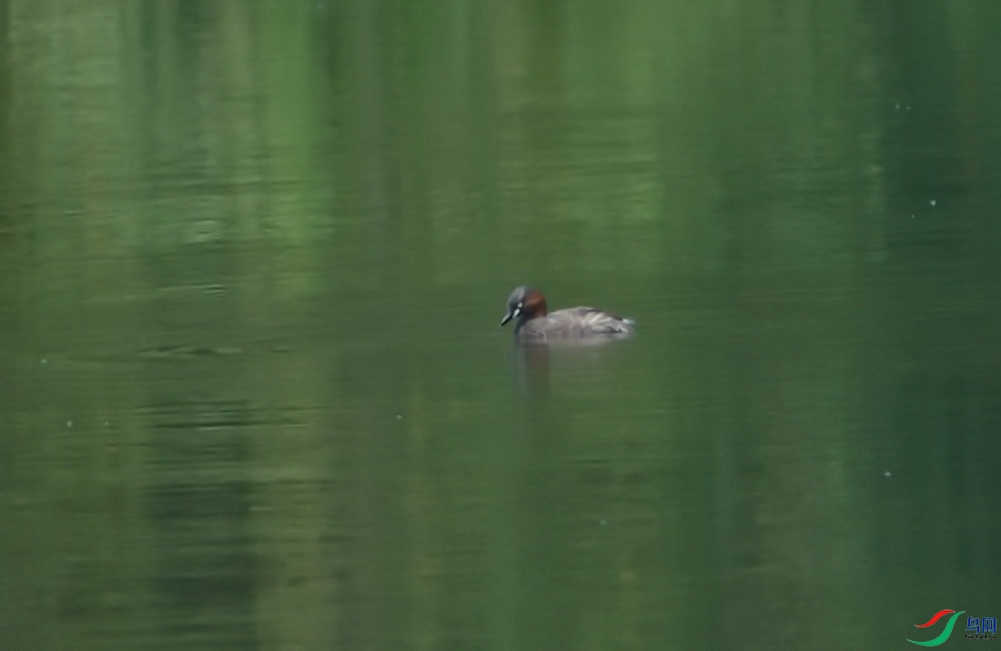 DSC_2104zx_������С.jpg