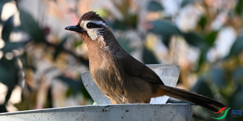 DSC_0600.JPG
