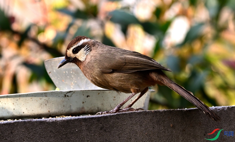 DSC_0503.JPG