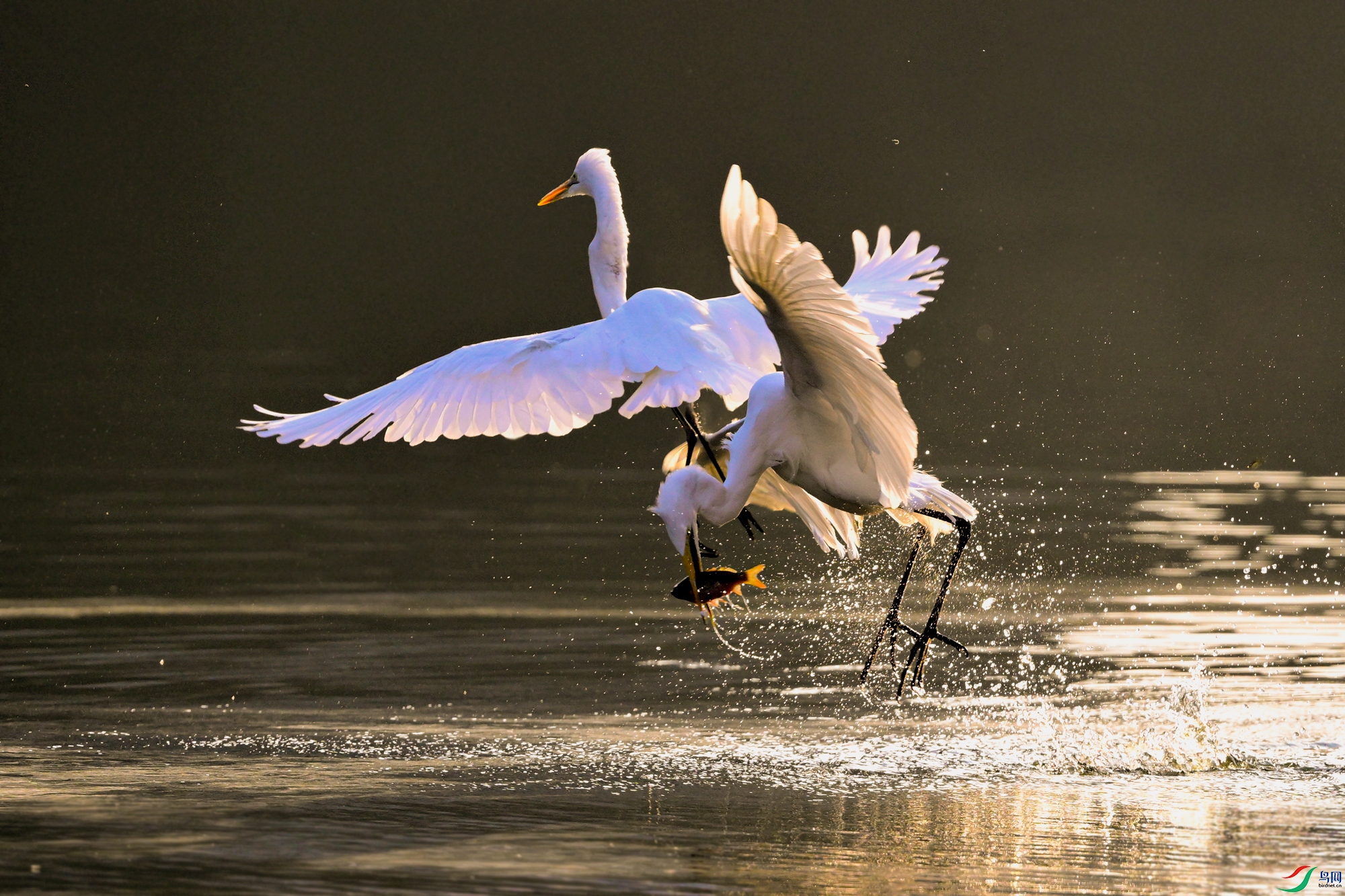 _DSC5475x.jpg
