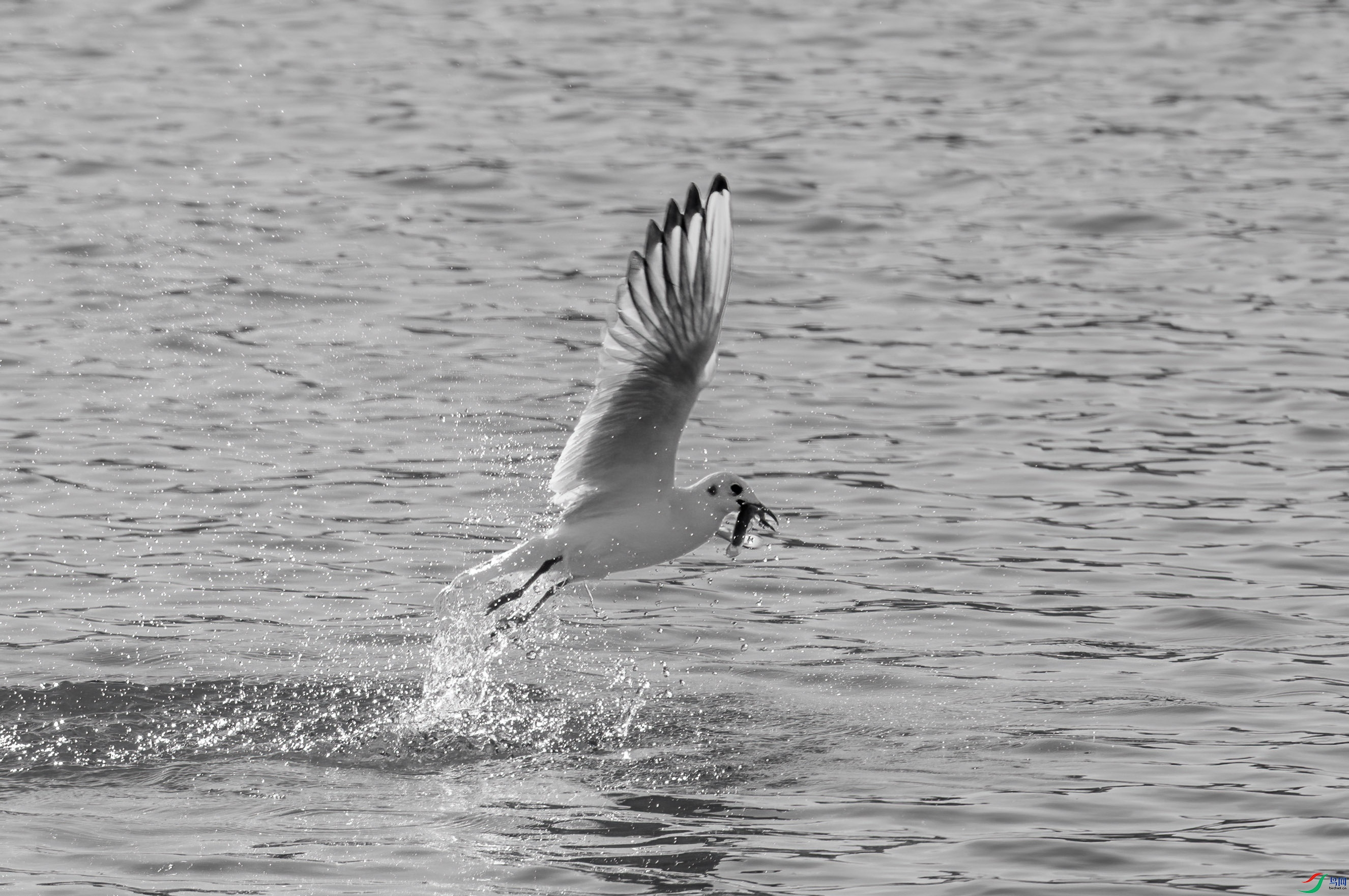 DSC_5007 ����.jpg