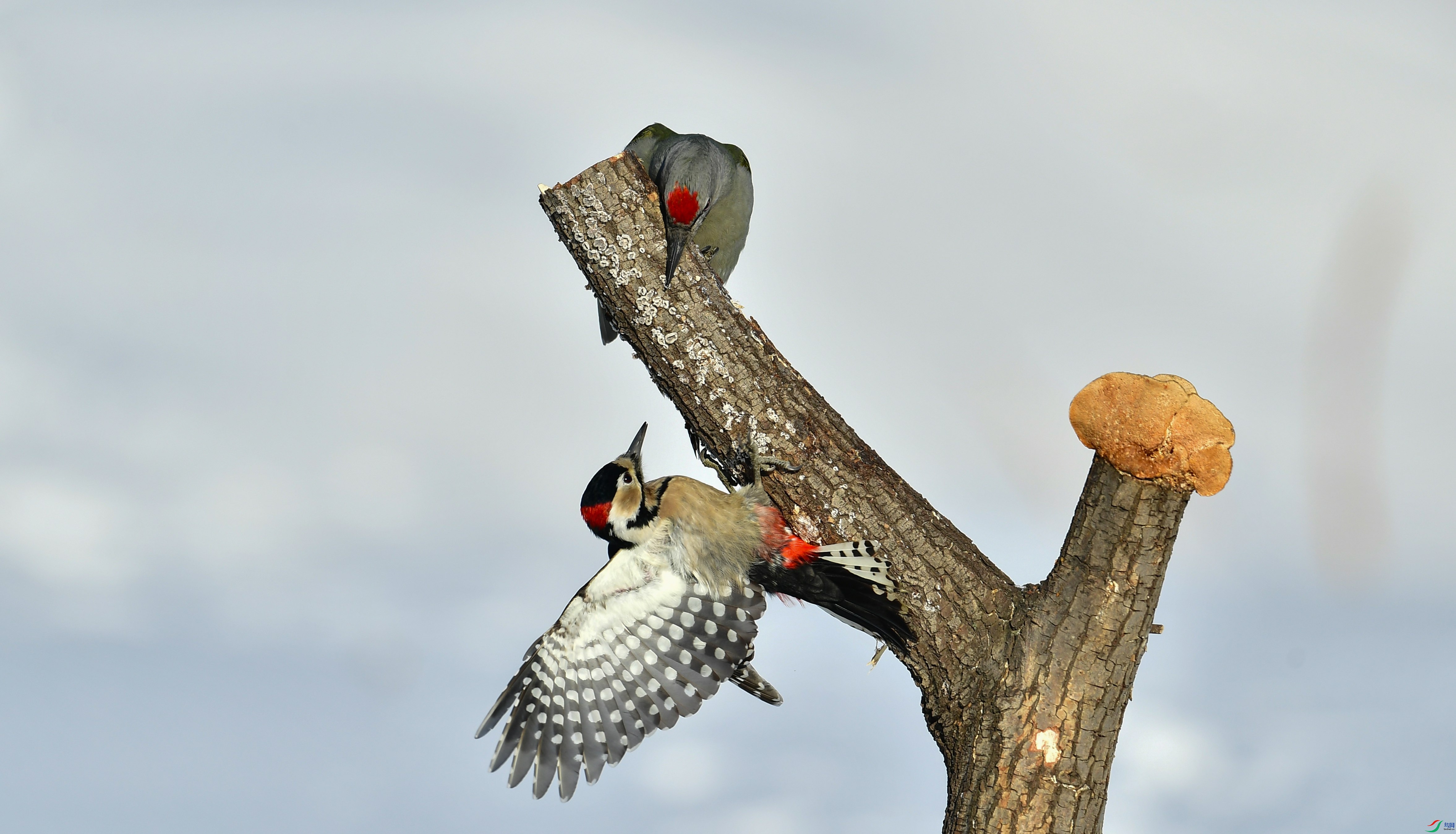 WZL_4213_����_����.jpg