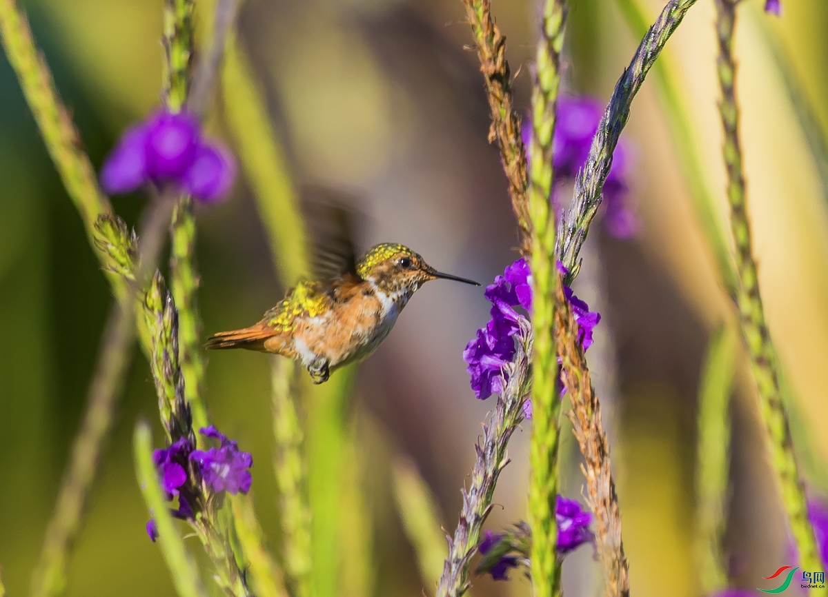 _DSC9334.jpg