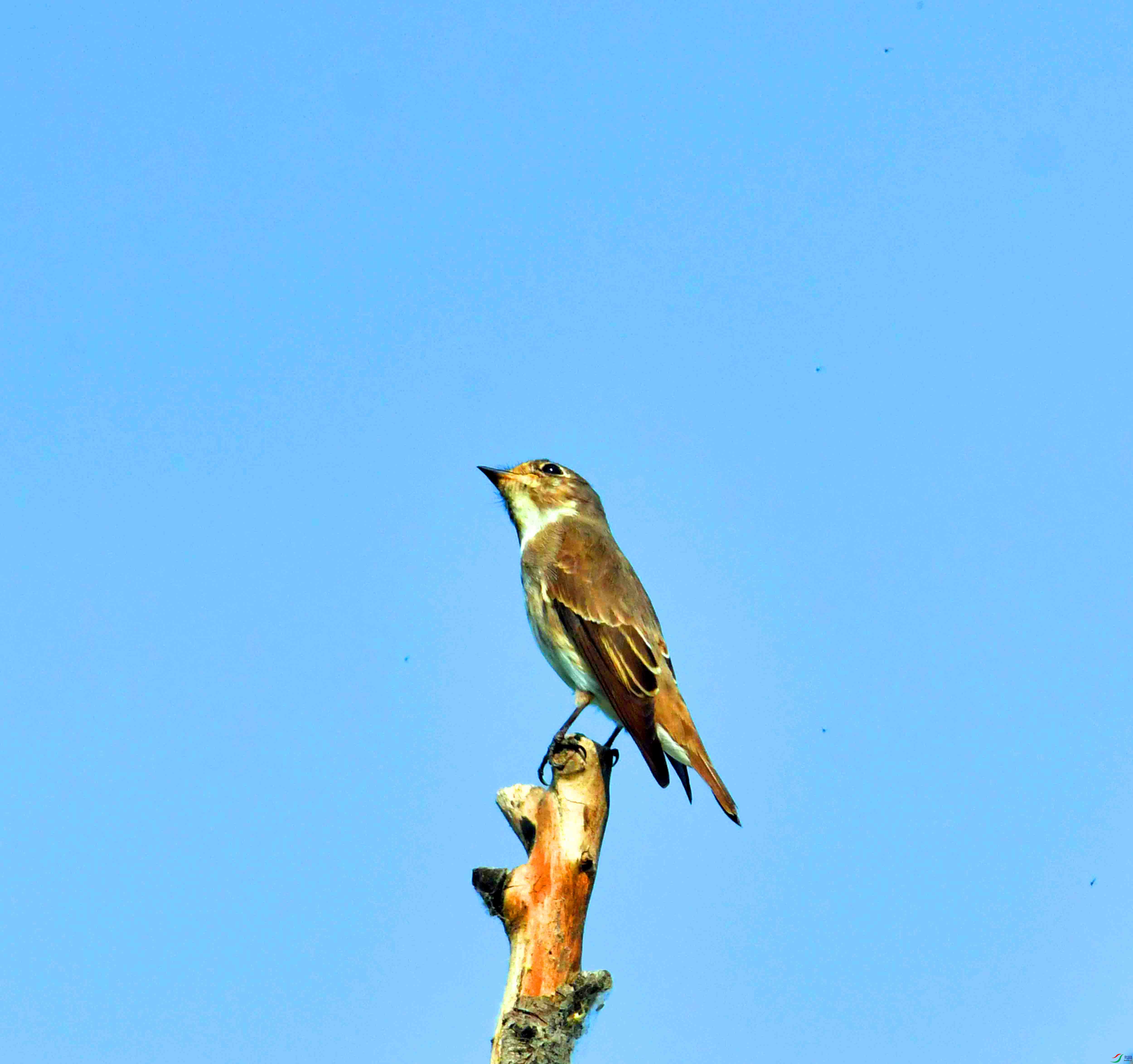 DSC_2064.JPG