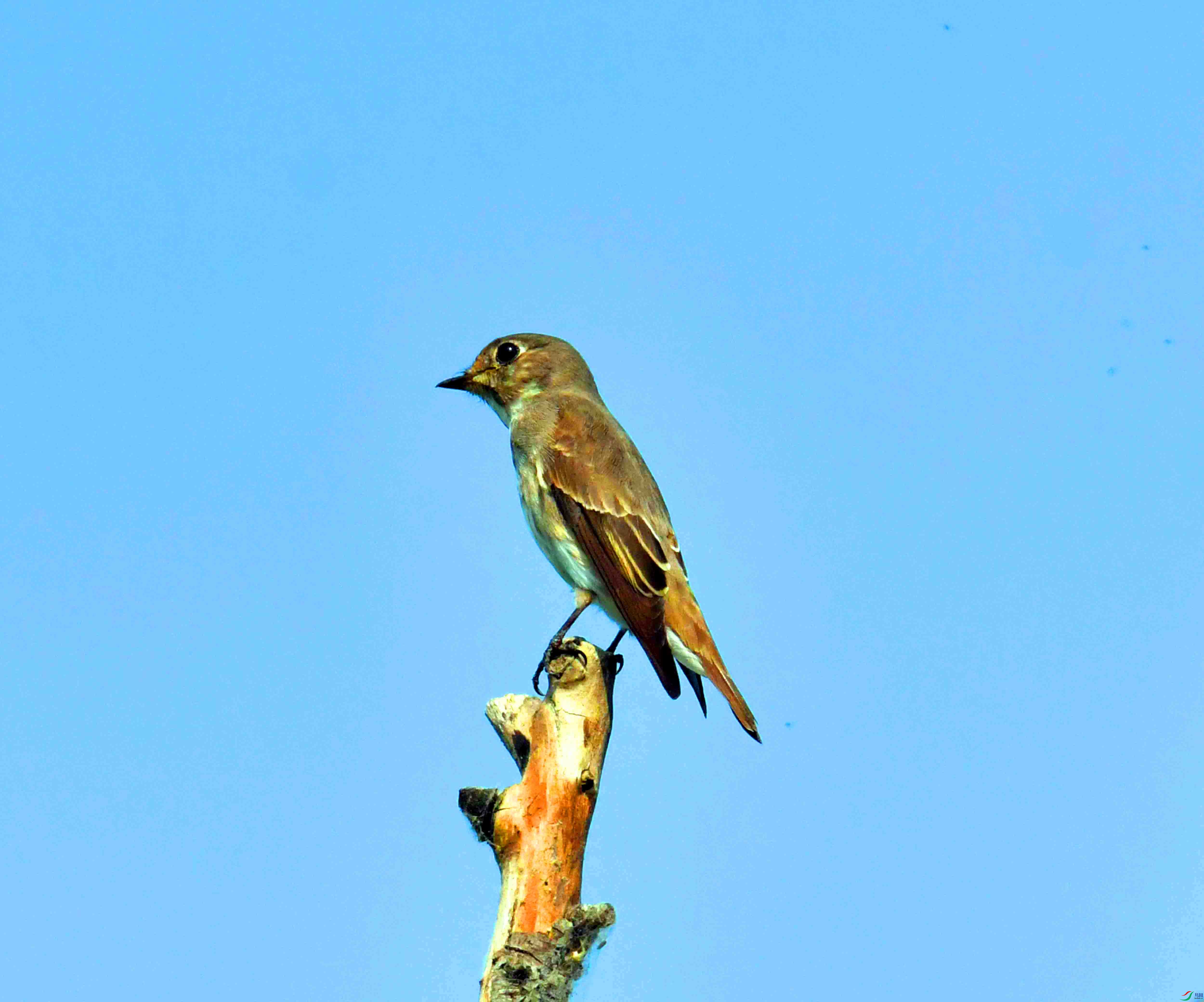 DSC_2066.JPG
