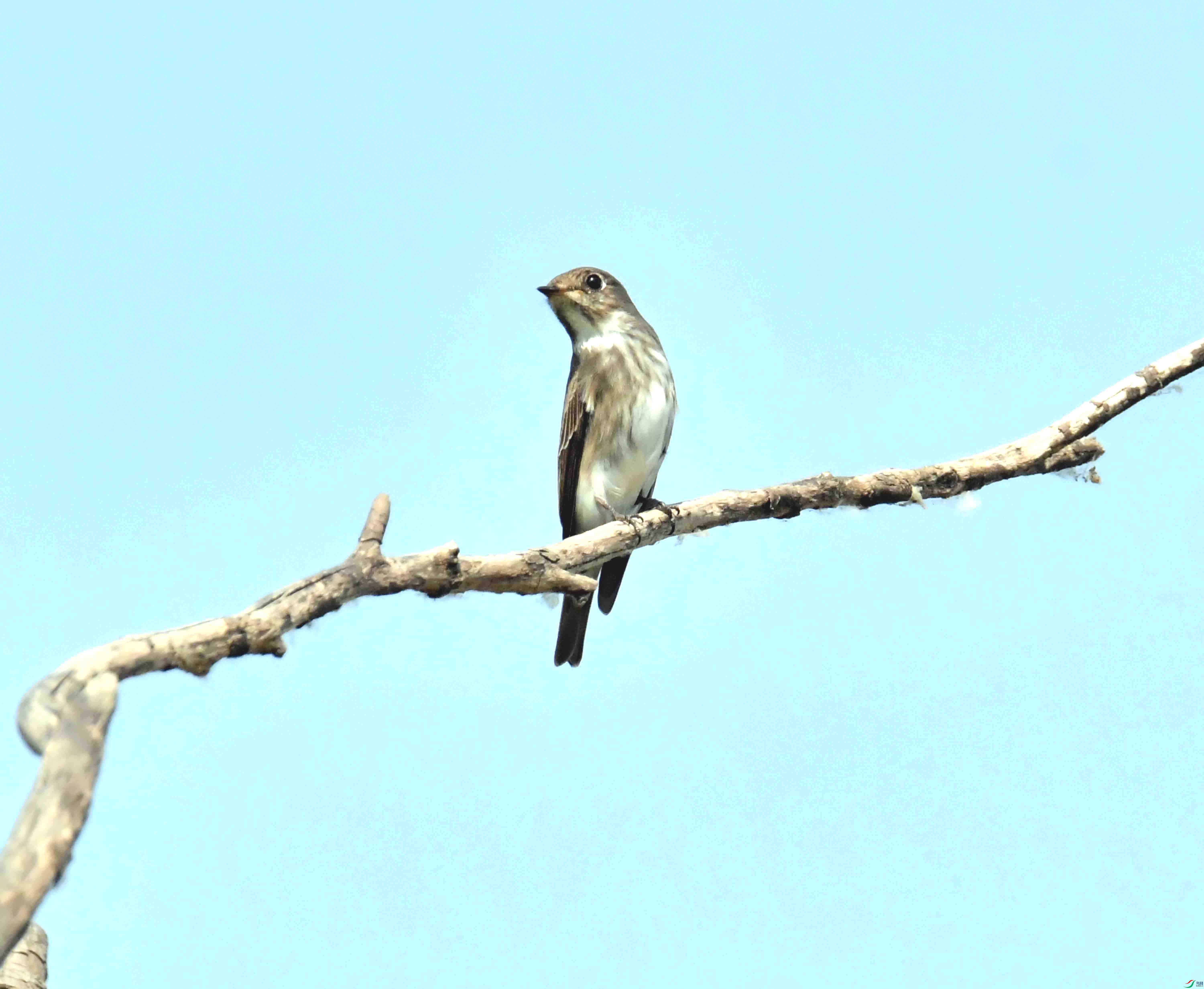 DSC_2081.JPG