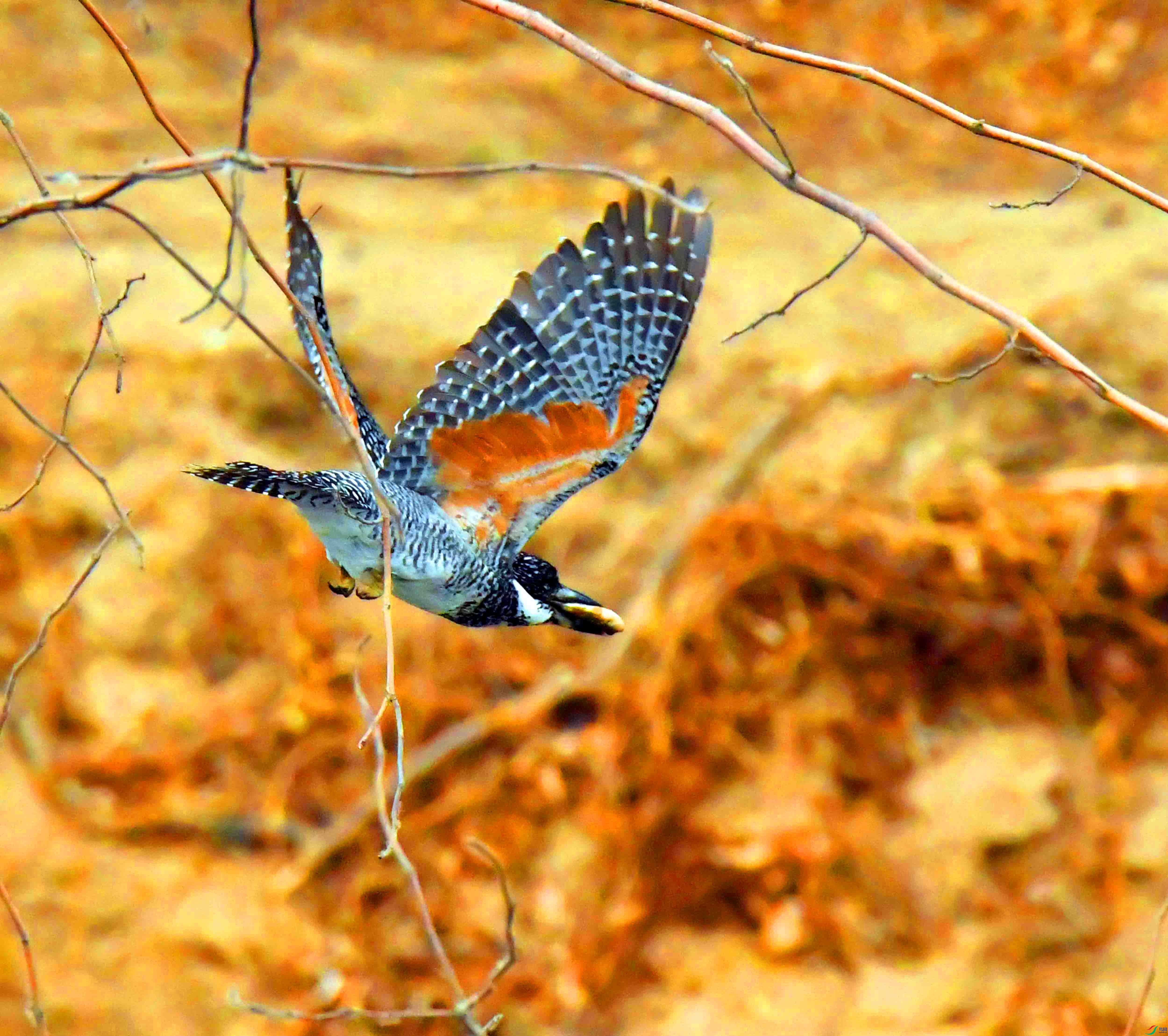 DSC_9892.JPG