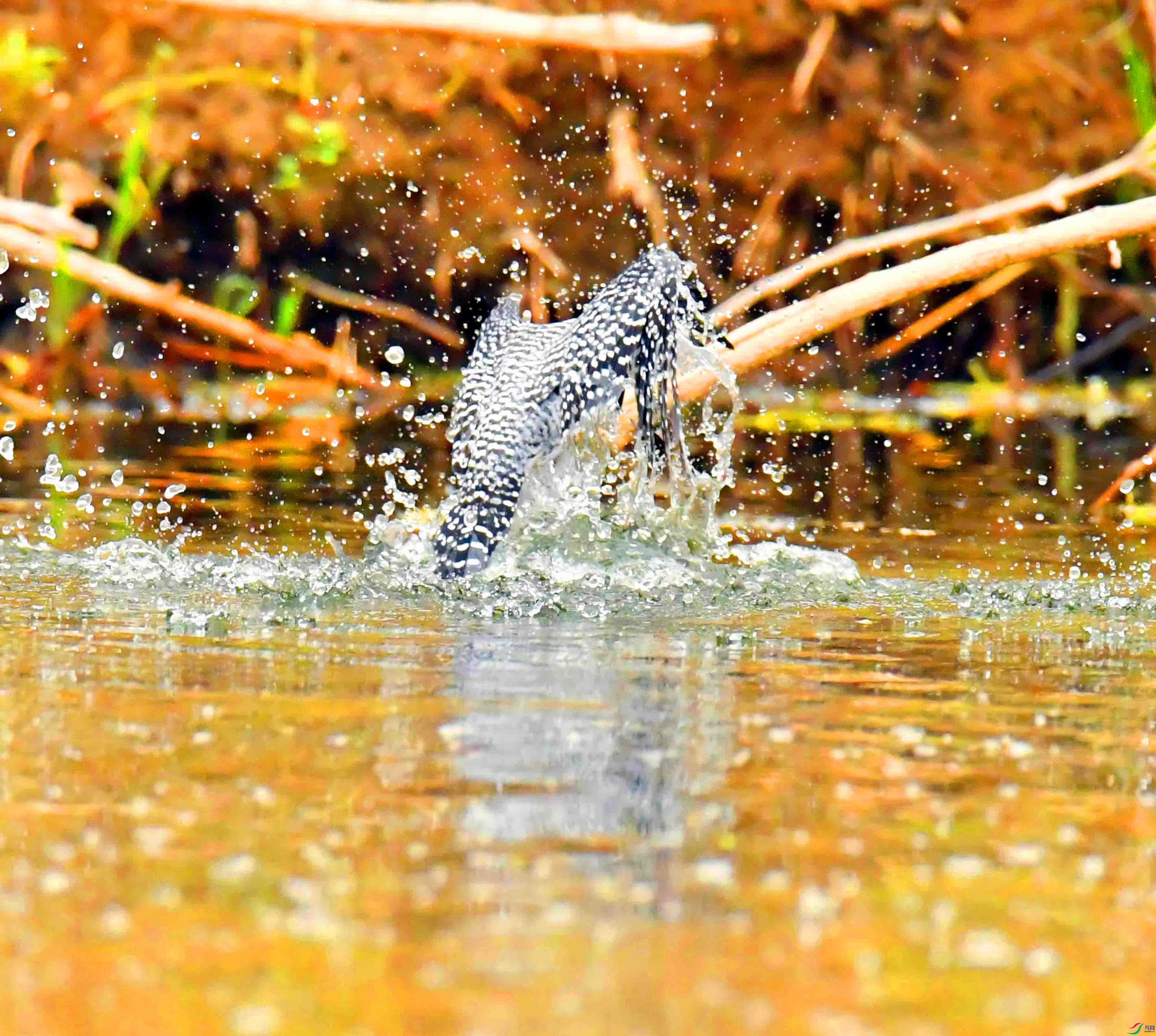 DSC_9929.JPG