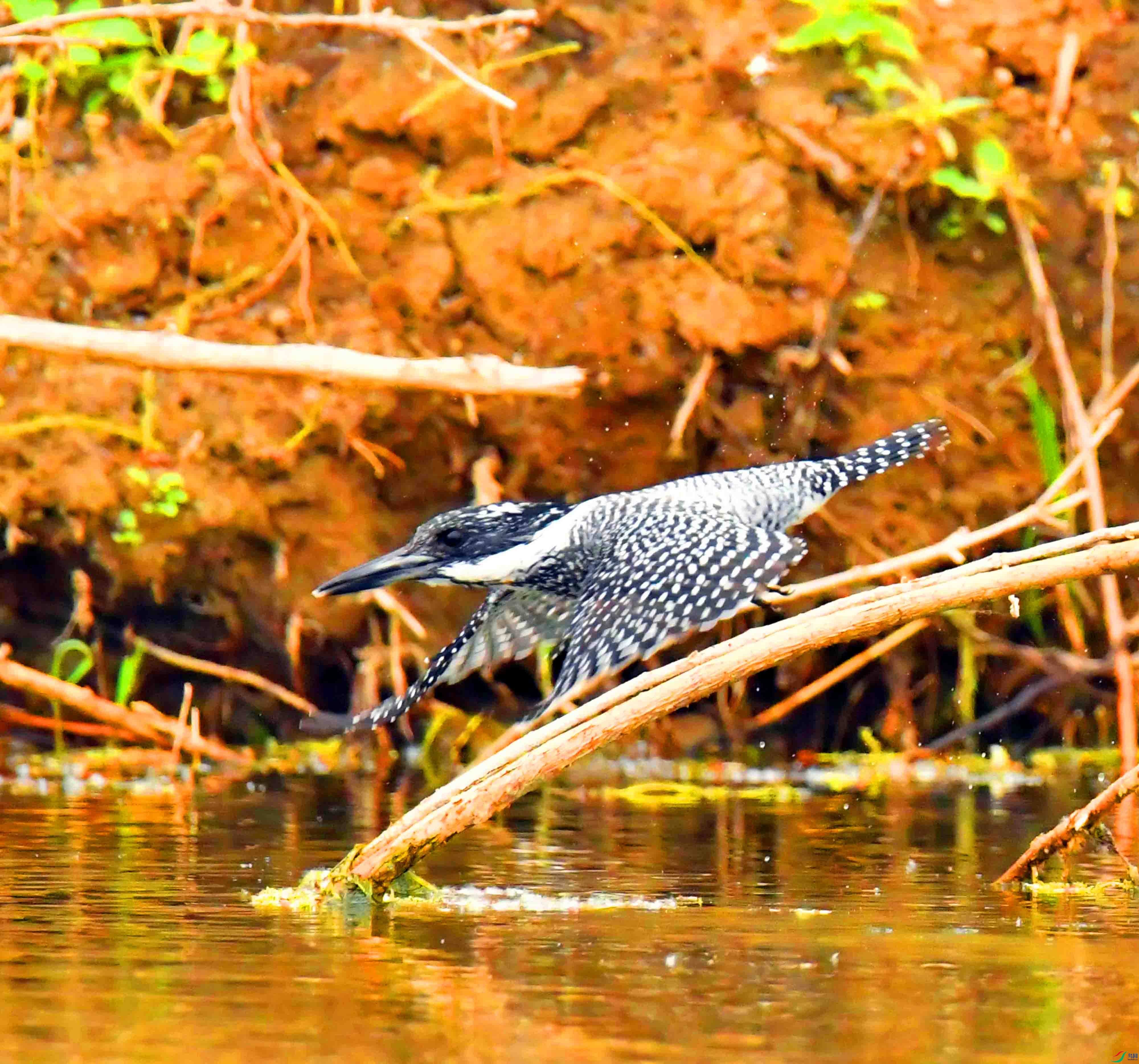 DSC_9933.JPG