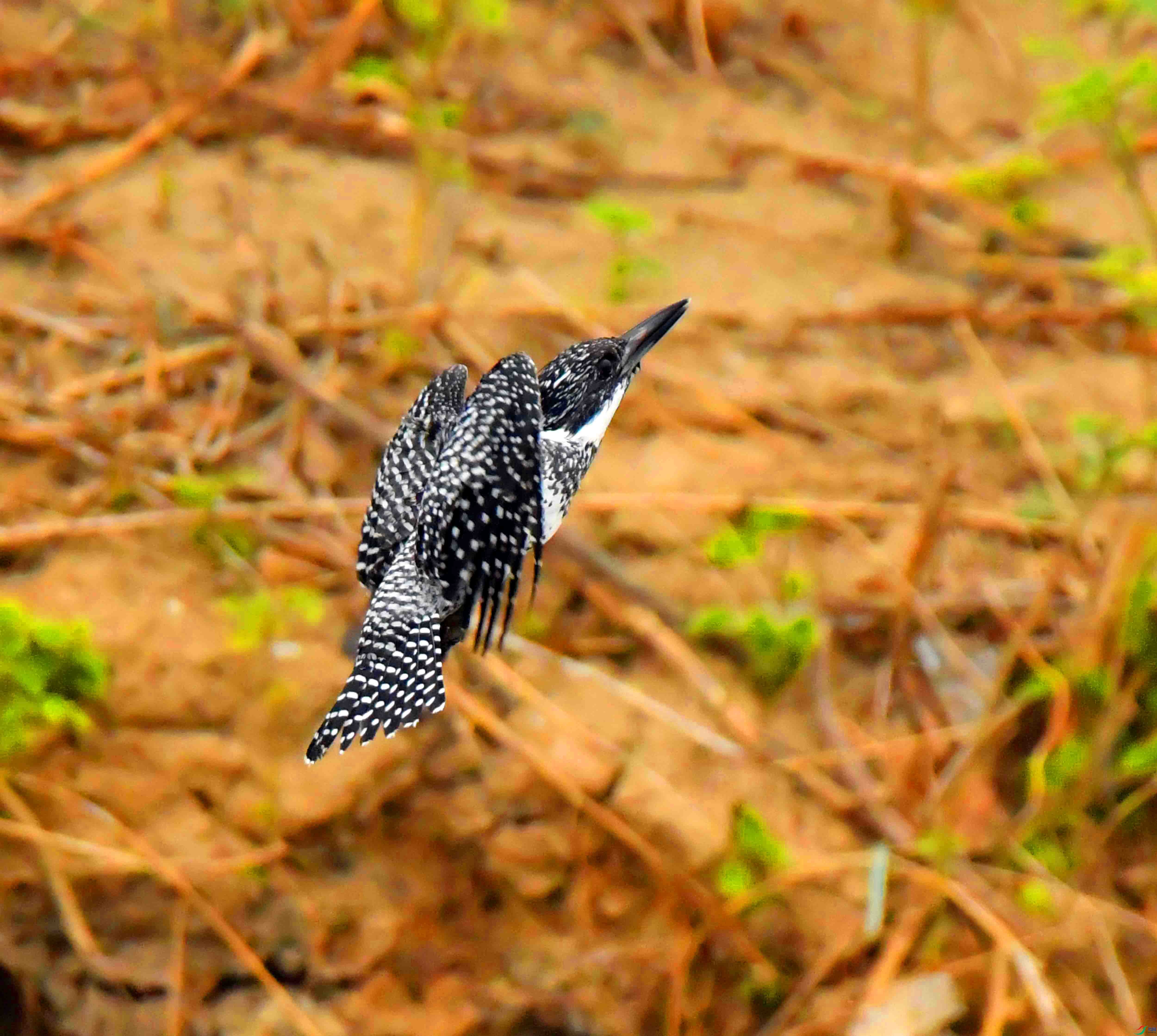 DSC_9942.JPG