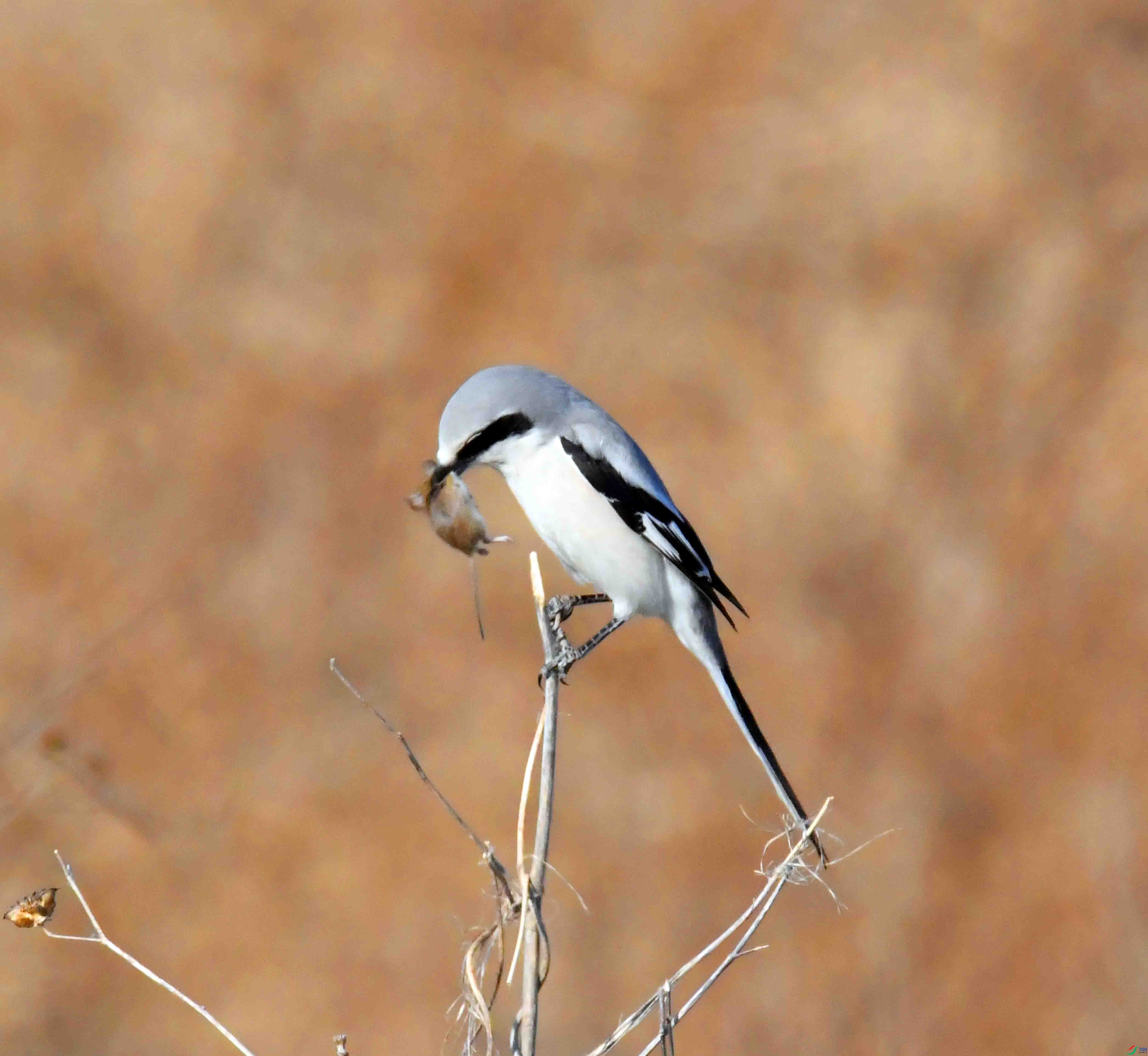 DSC_9927.JPG