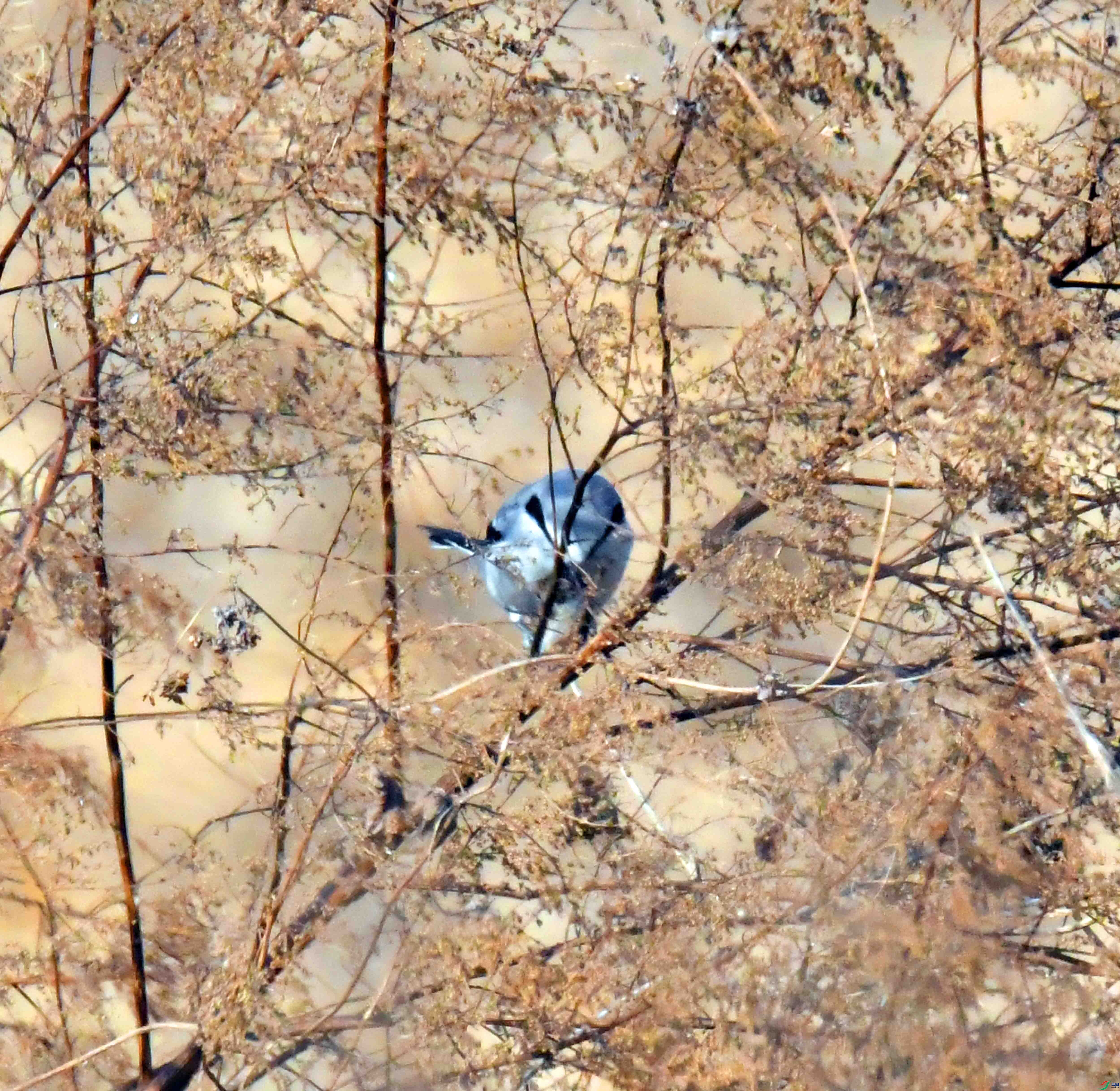 DSC_9977.JPG