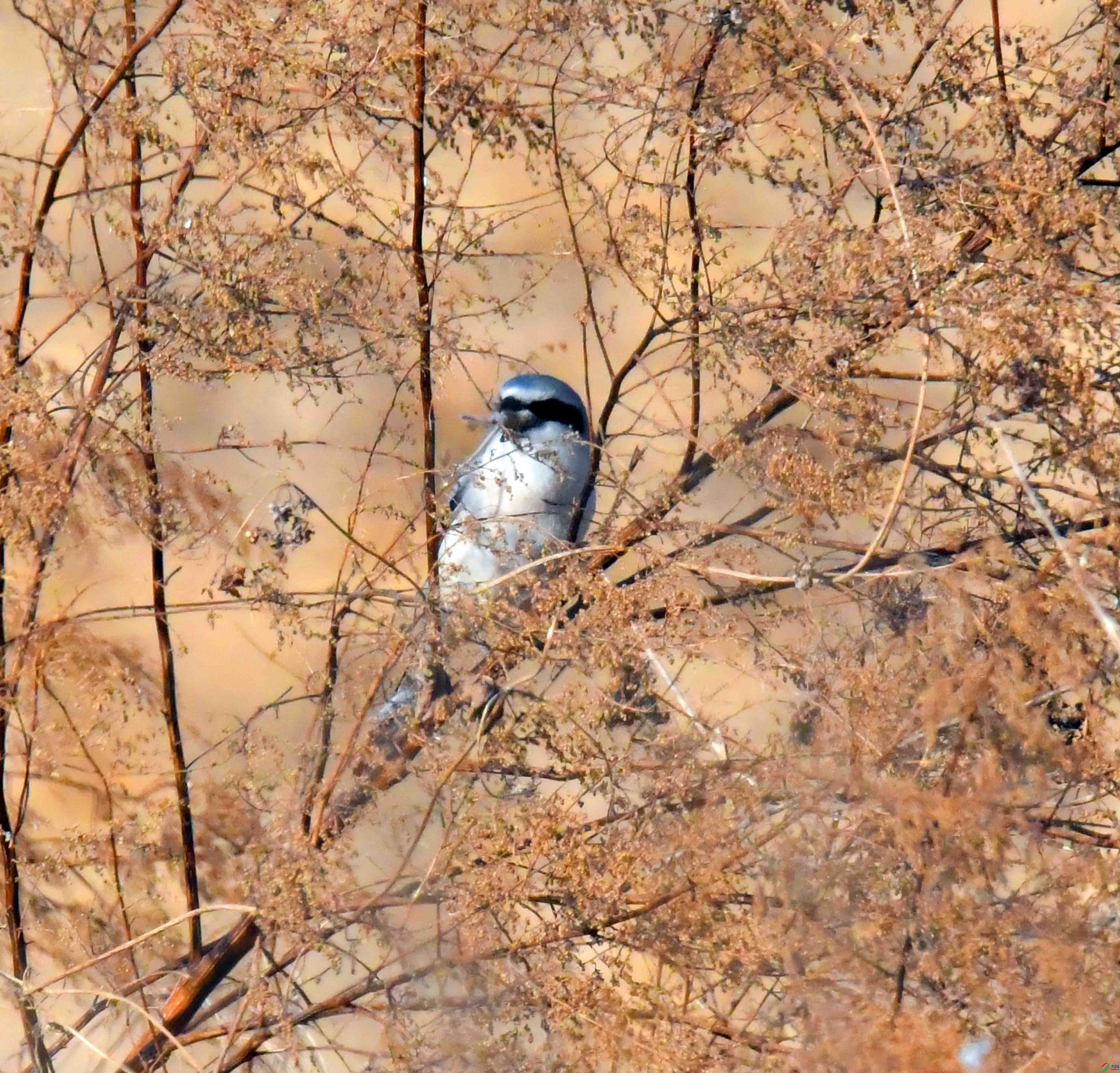 DSC_9988.JPG
