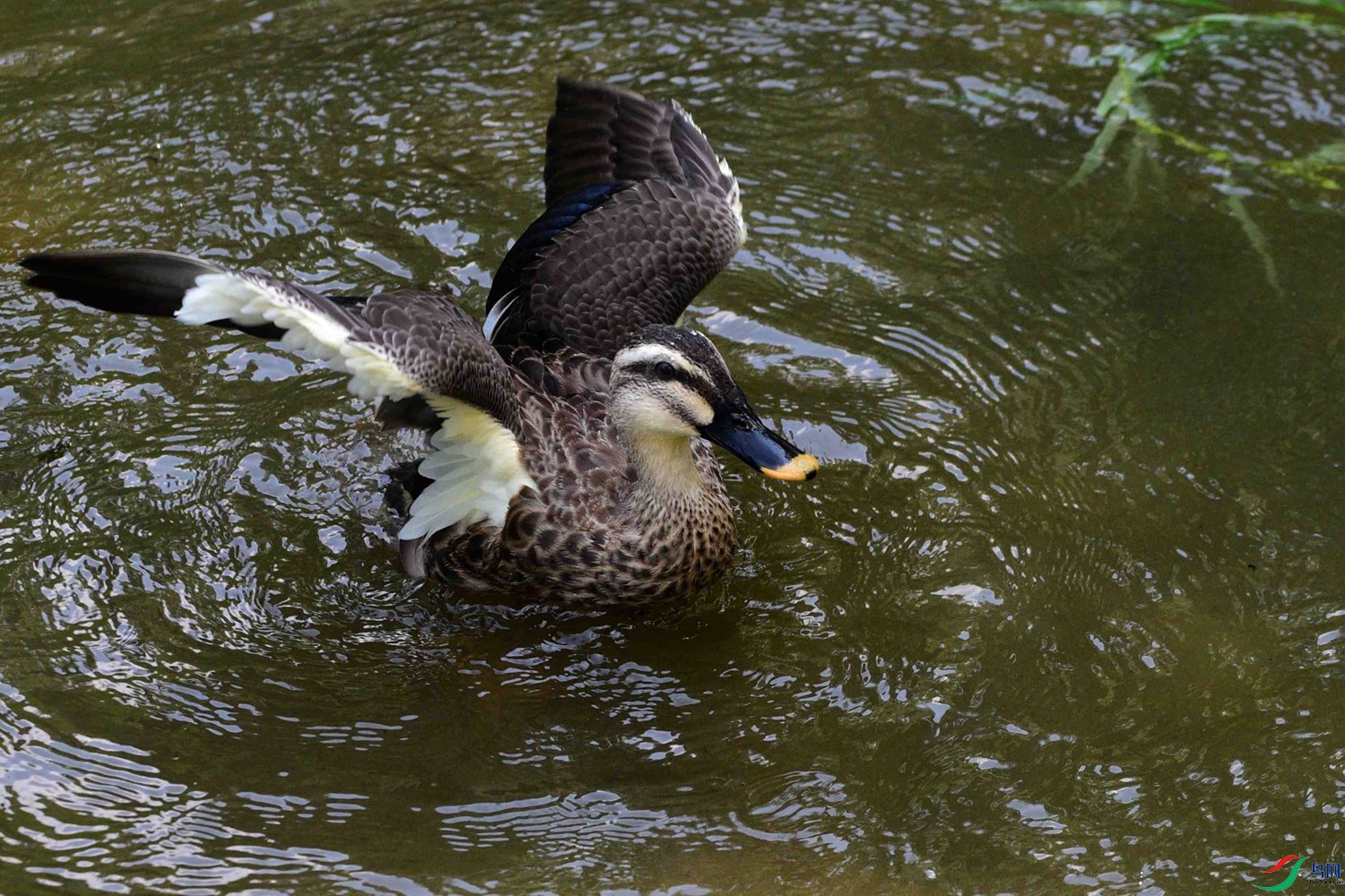 DSC_5751.JPG
