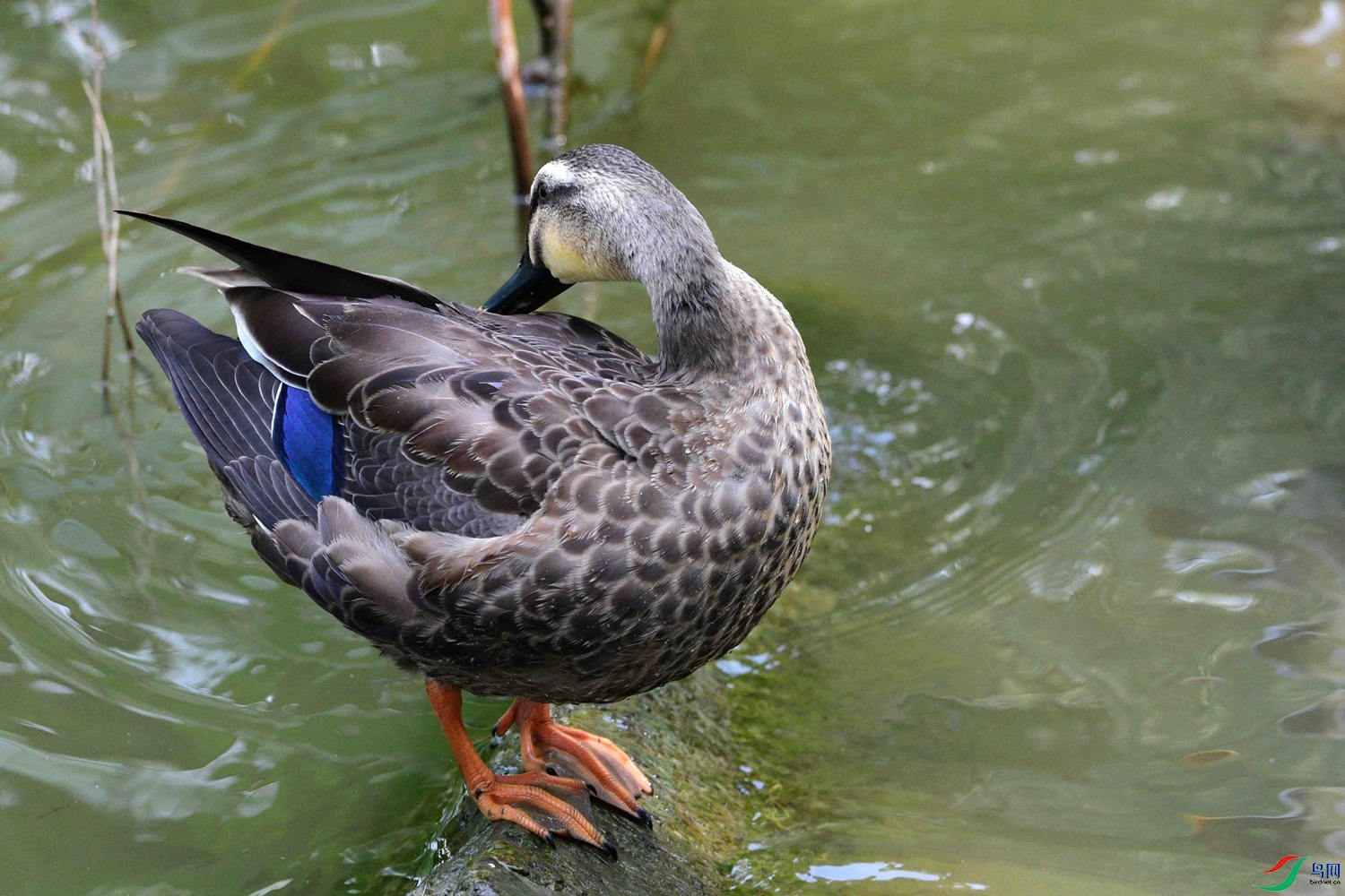 DSC_5756.JPG