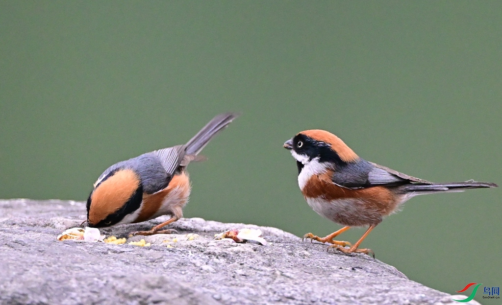 DSC_1571 - ����.JPG