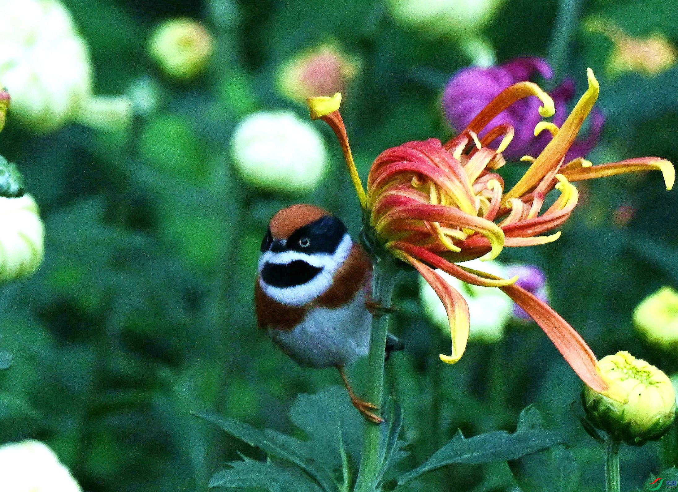 DSC_3477.jpg