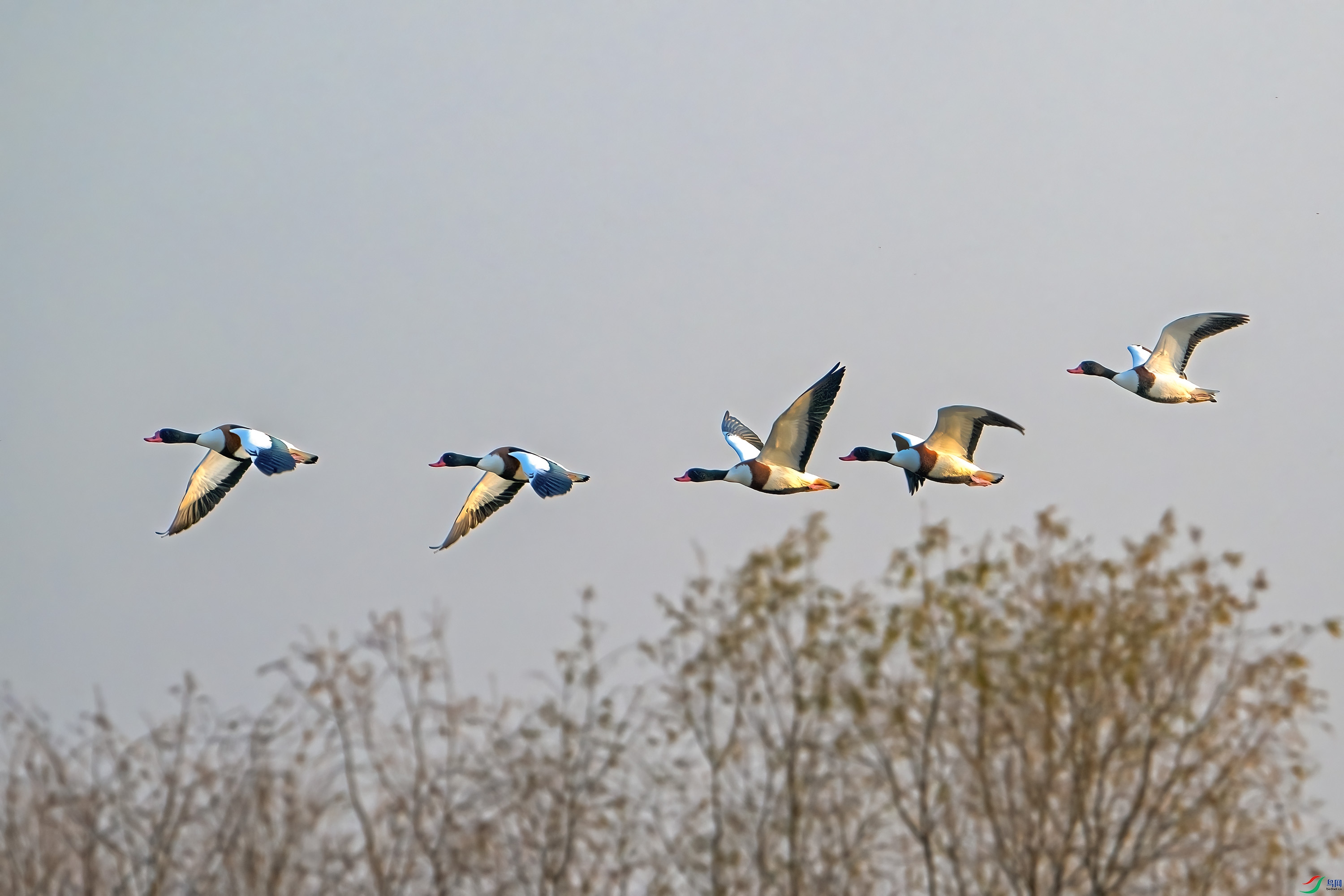 DSC_9165.jpg