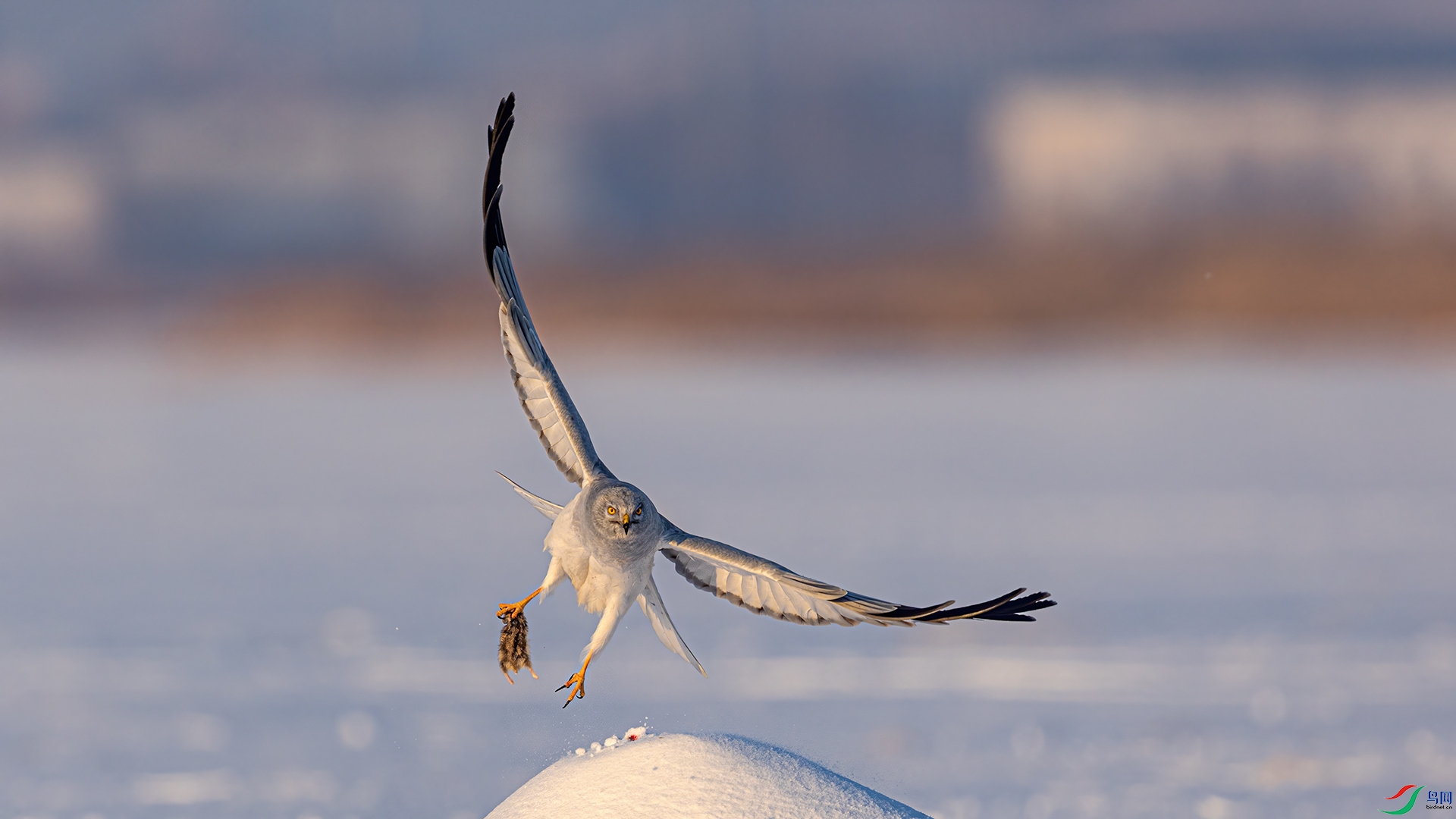 256A9148 ����.jpg