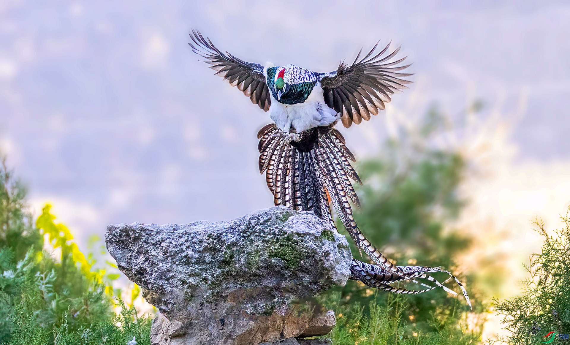 _07A2098 ����-Sha----1 .jpg