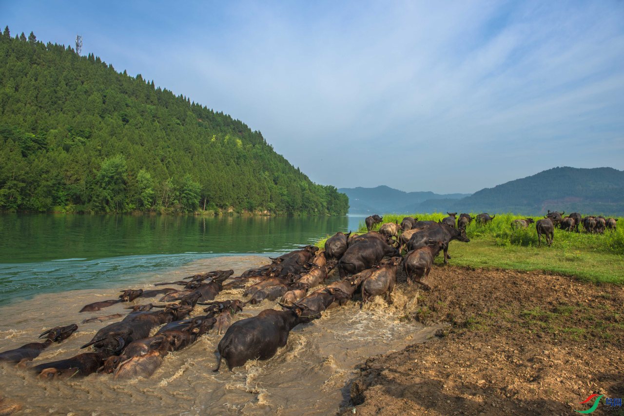 ����ţ012.jpg