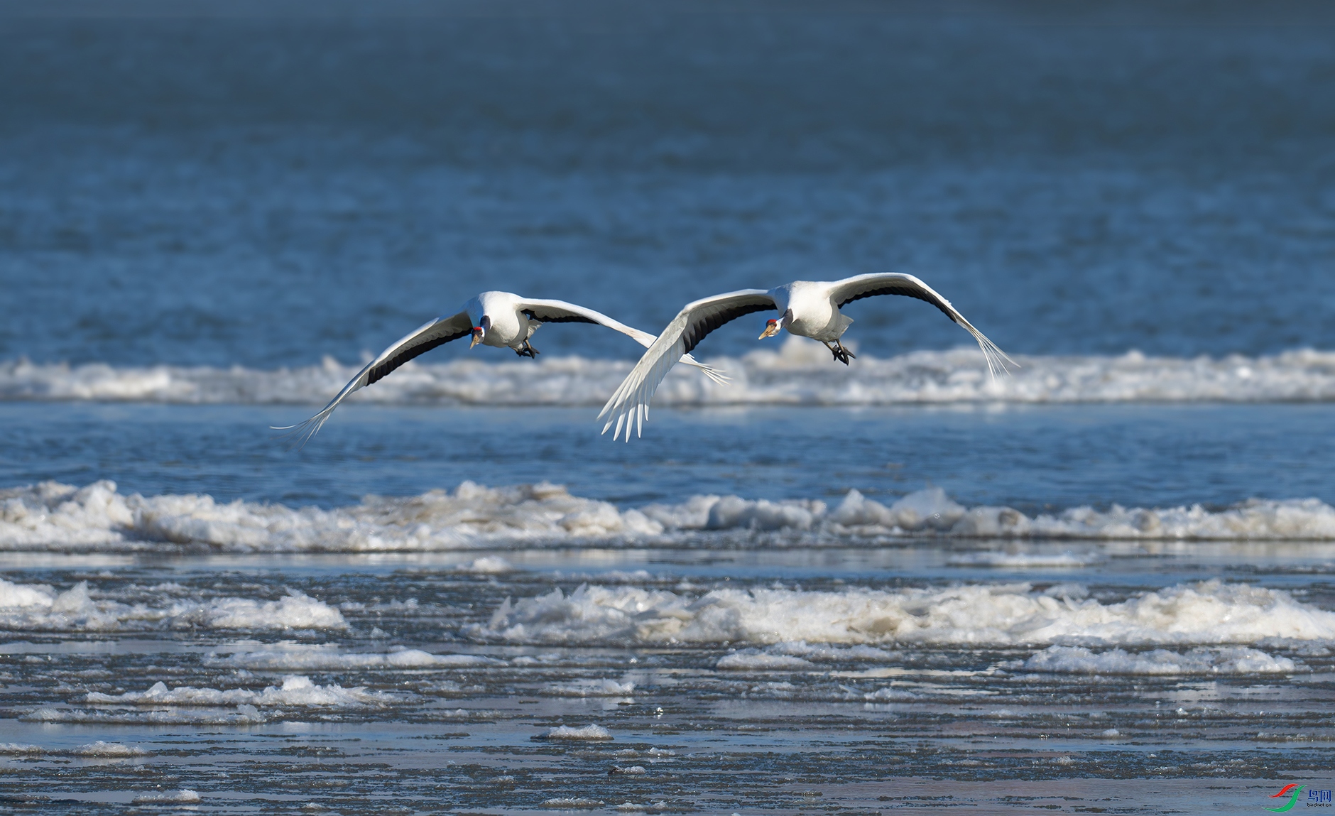 DSC_6011d3.jpg