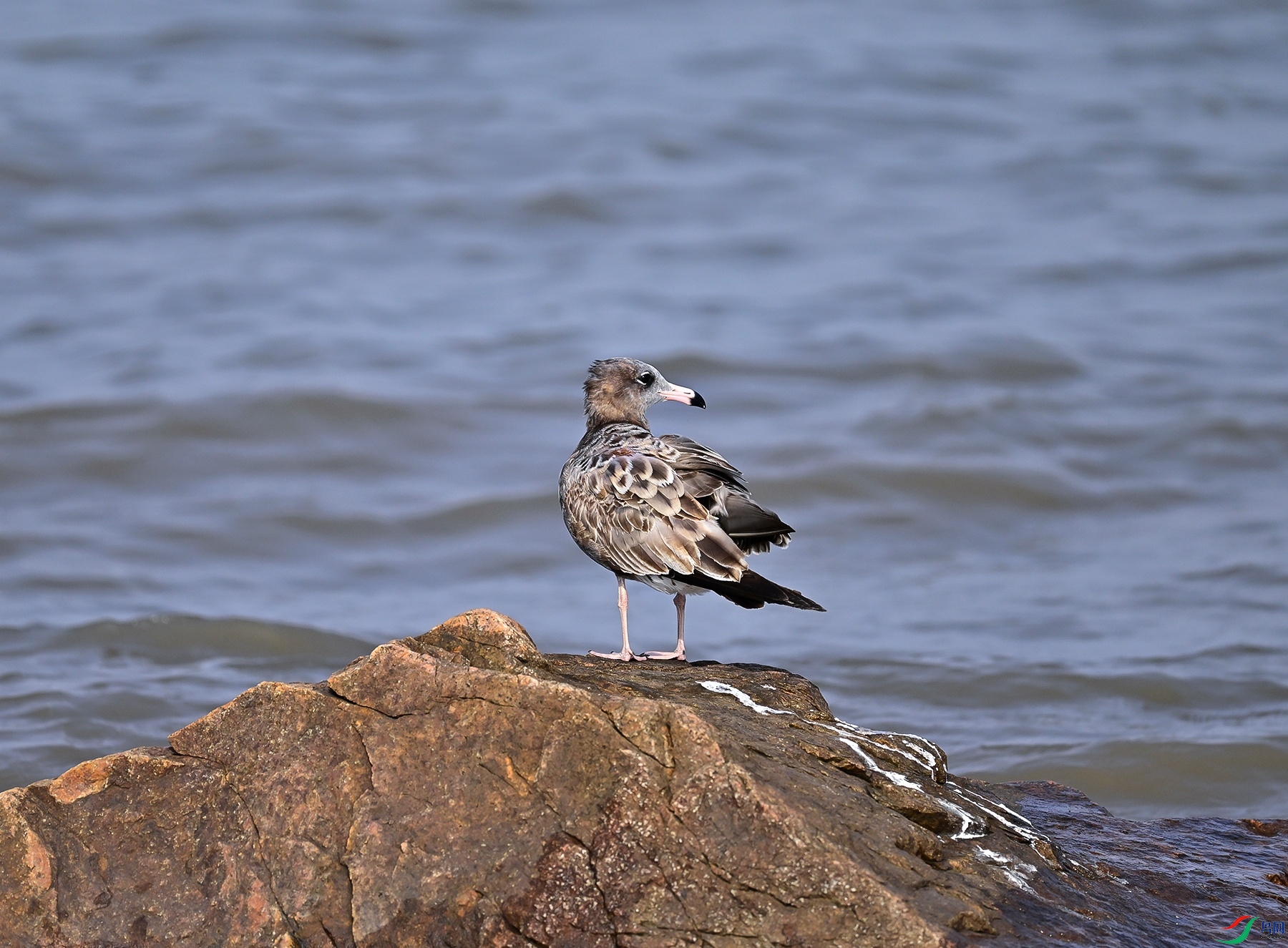 _DSC6459f.jpg