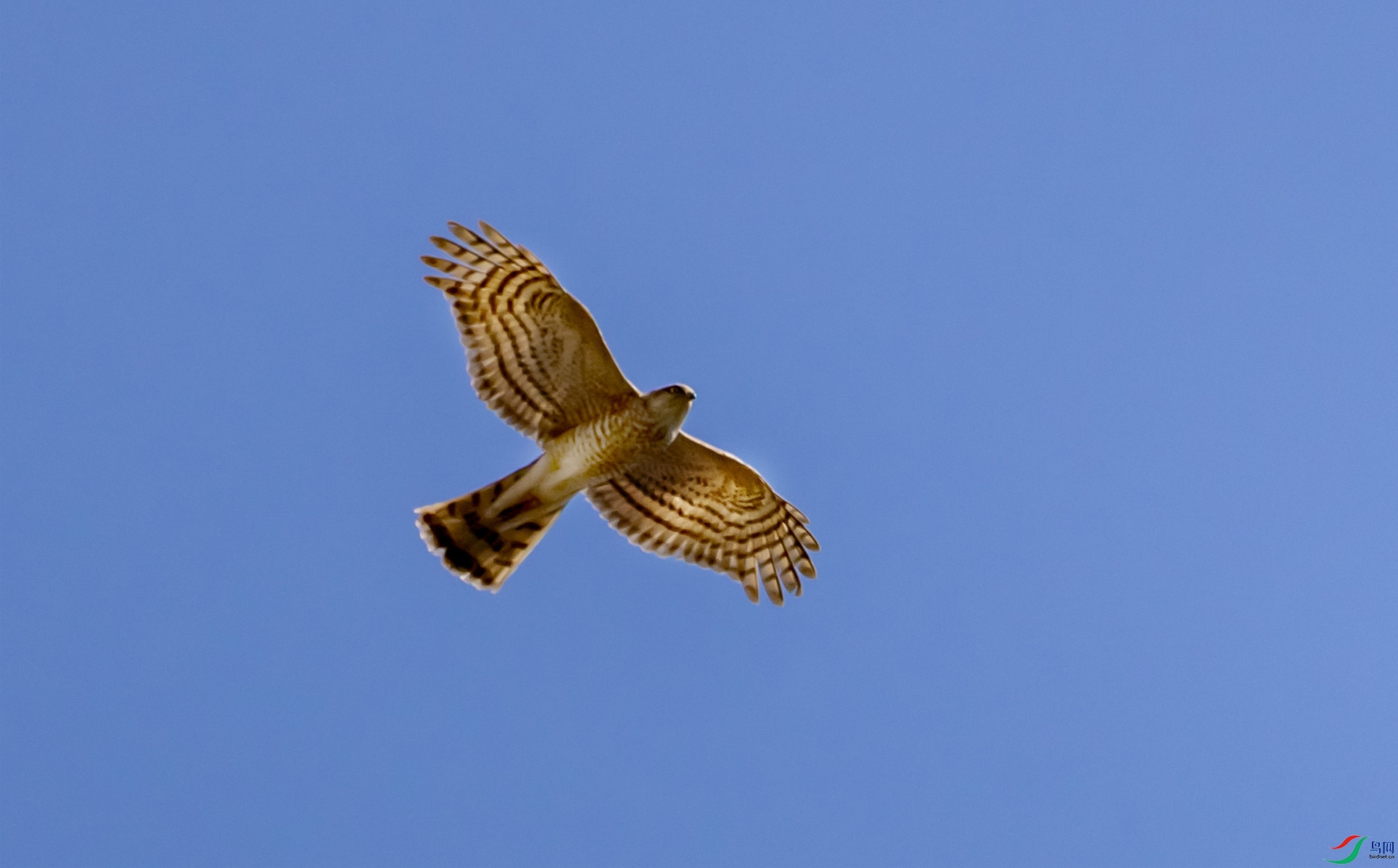 25 ȸӥ����.jpg