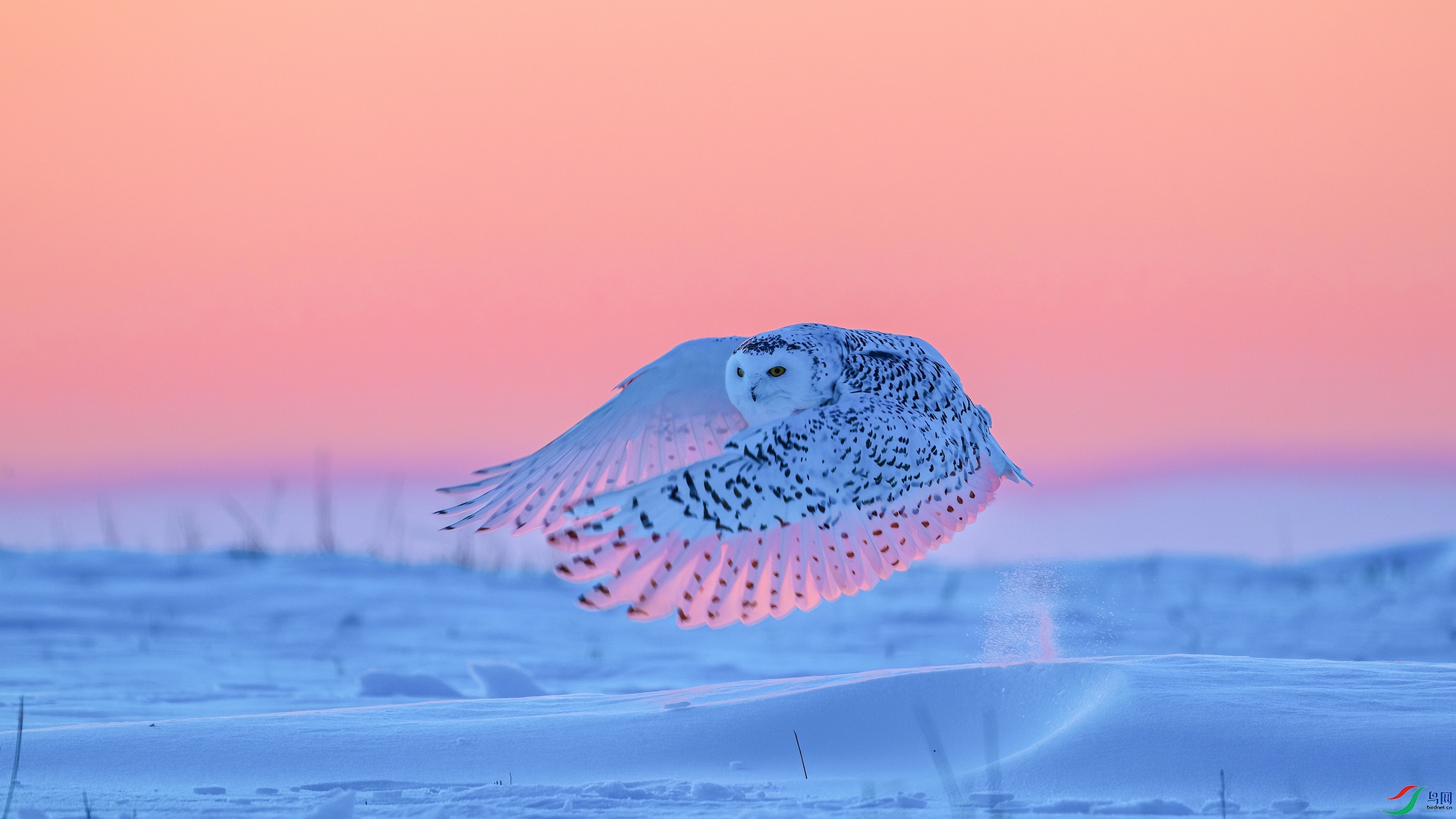 DSC_6528-����ǿ-NR ���� 201.jpg