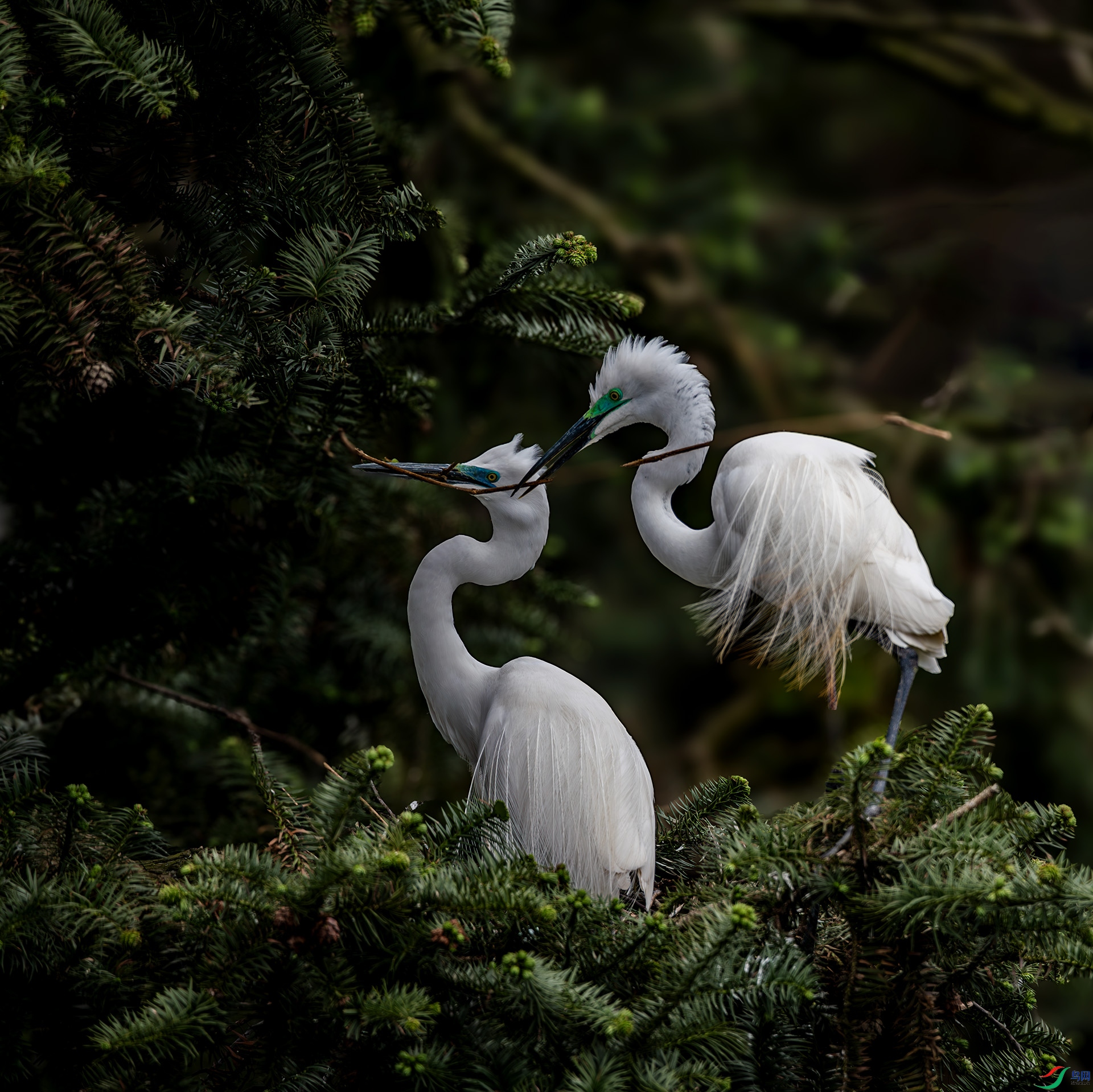 ���ع�������