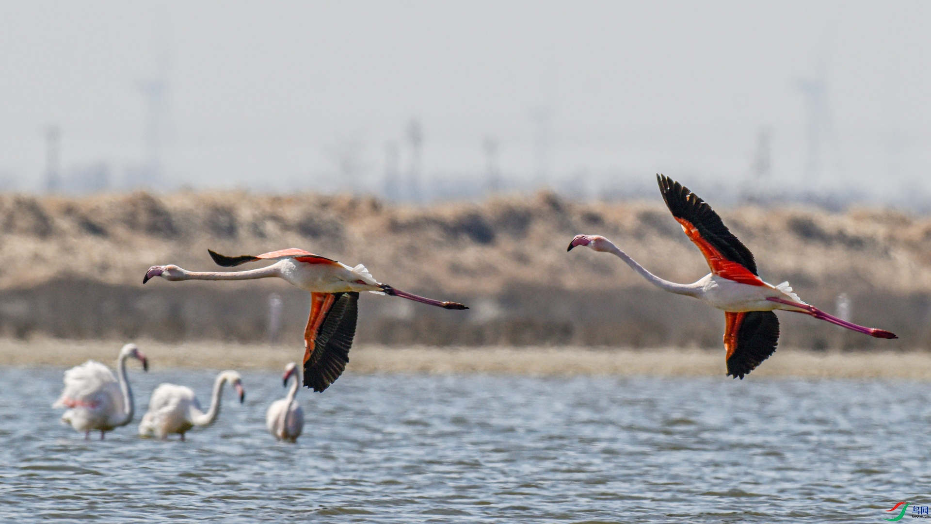 _DSC1457_���� - ����.jpg