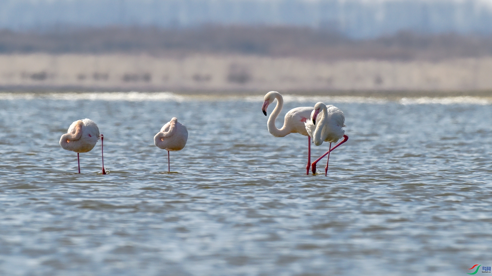 _DSC0176_���� - ����.jpg