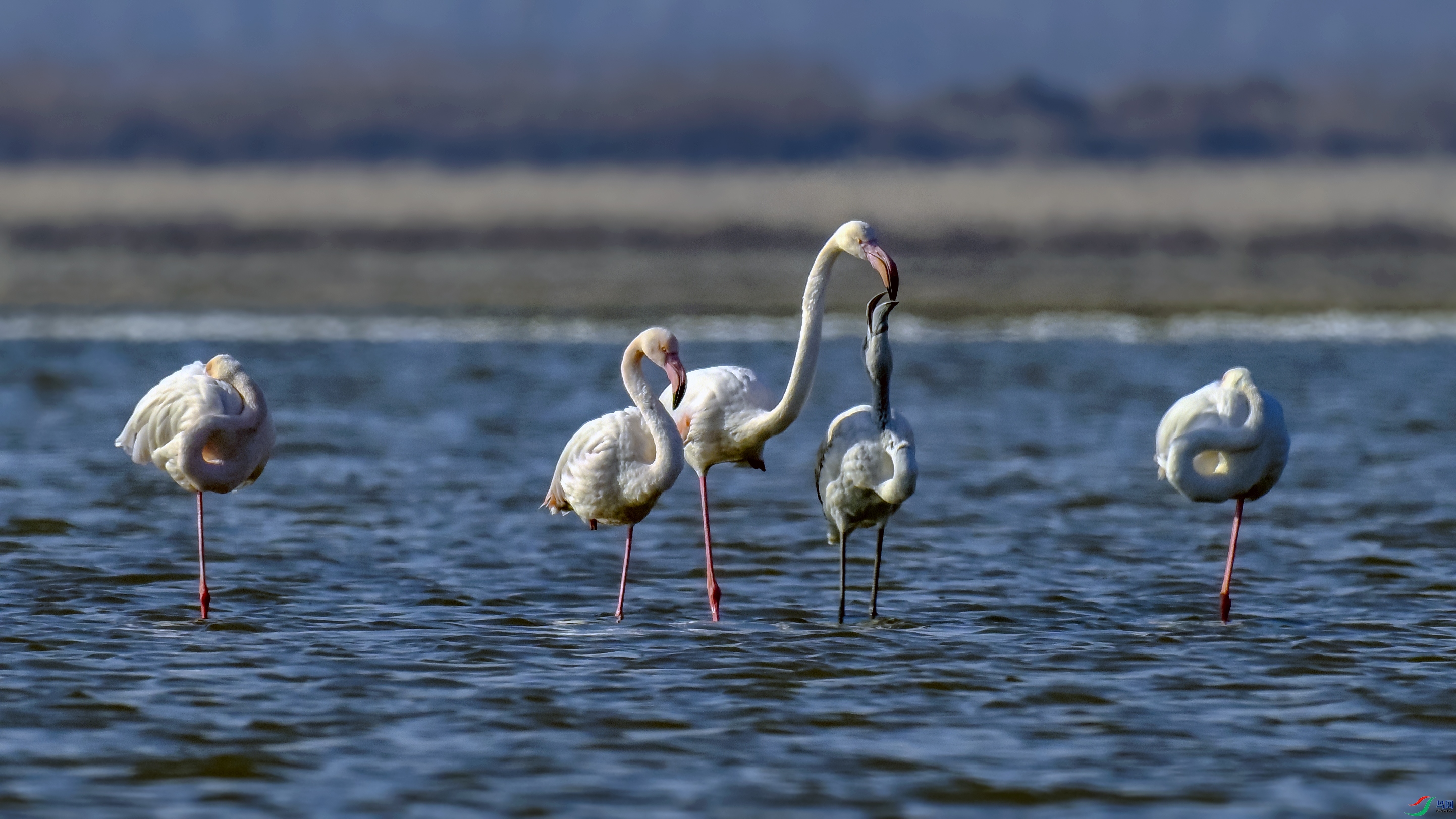 _DSC8823 - ����.JPG