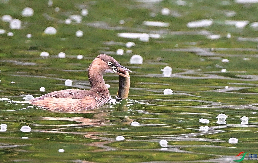 DSC_1847.JPG