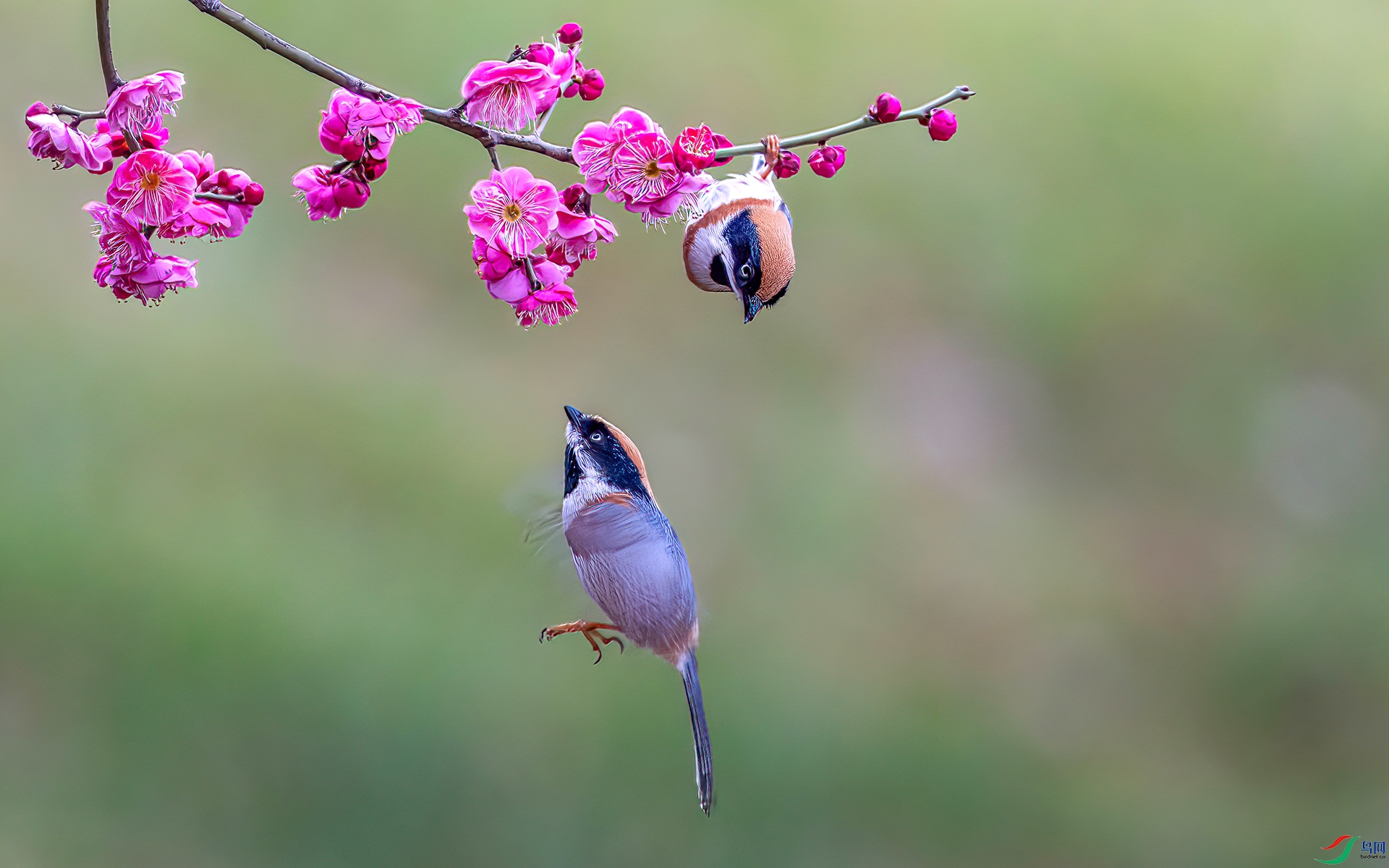 060A9688 ����-Sh--1 .jpg