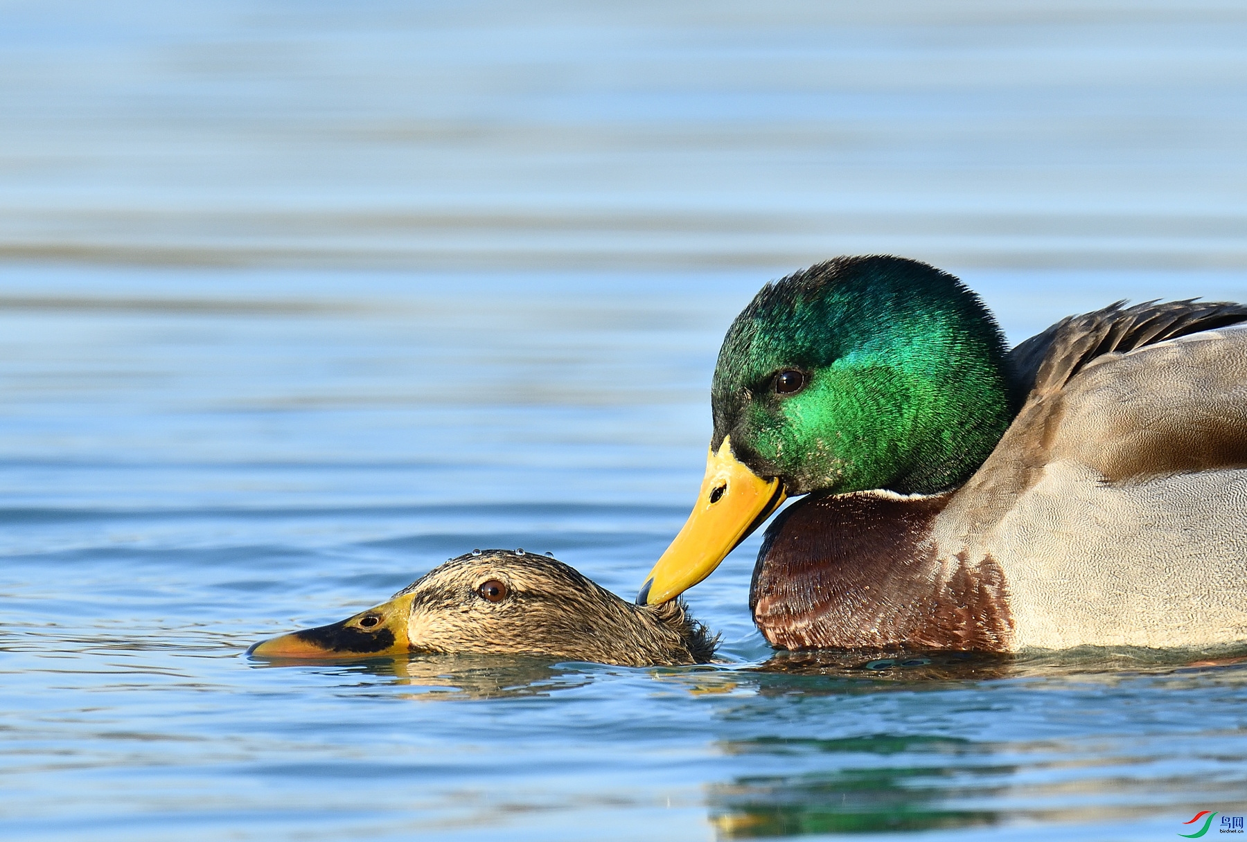 DSC_4508.JPG