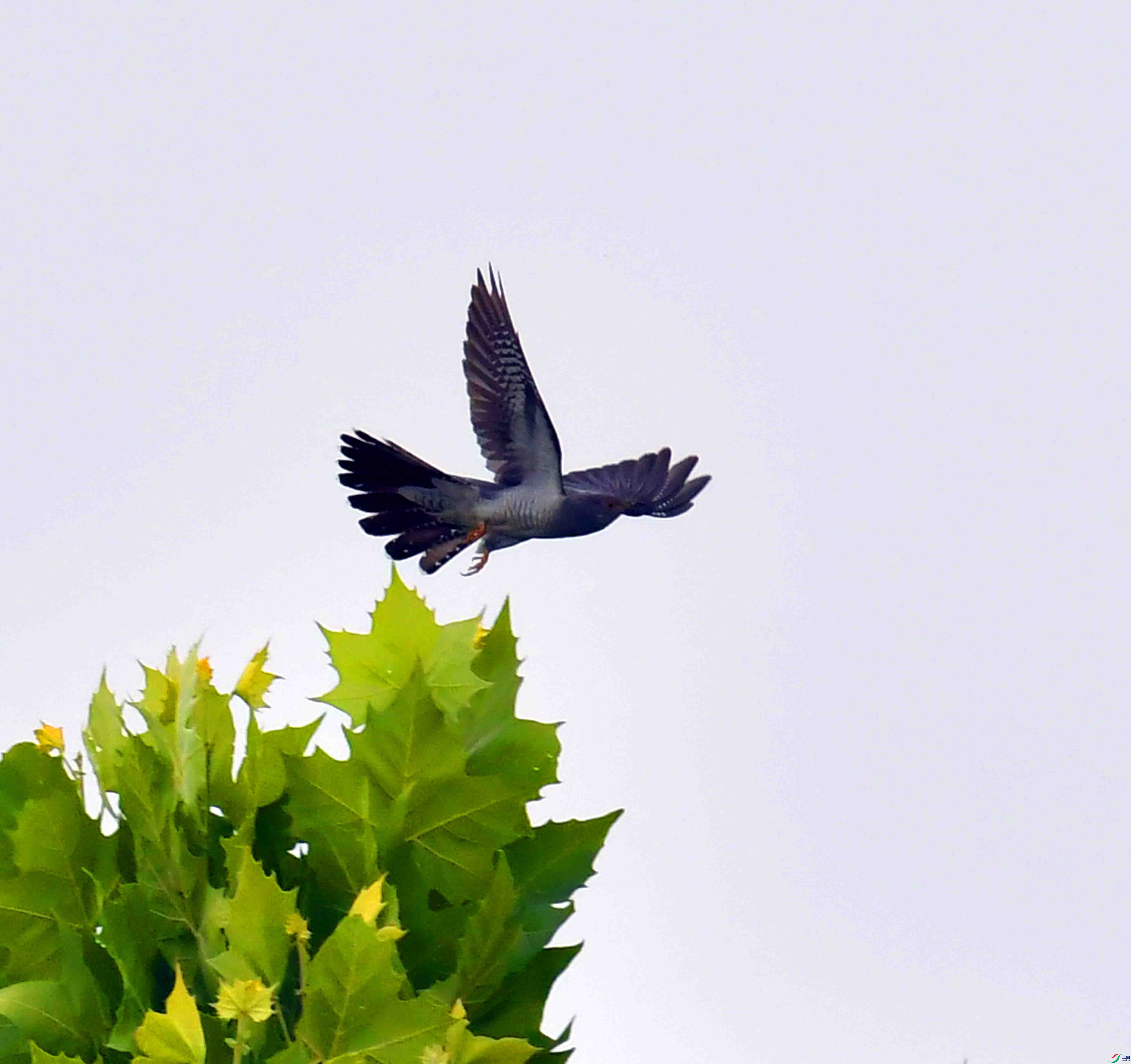 DSC_7676.JPG