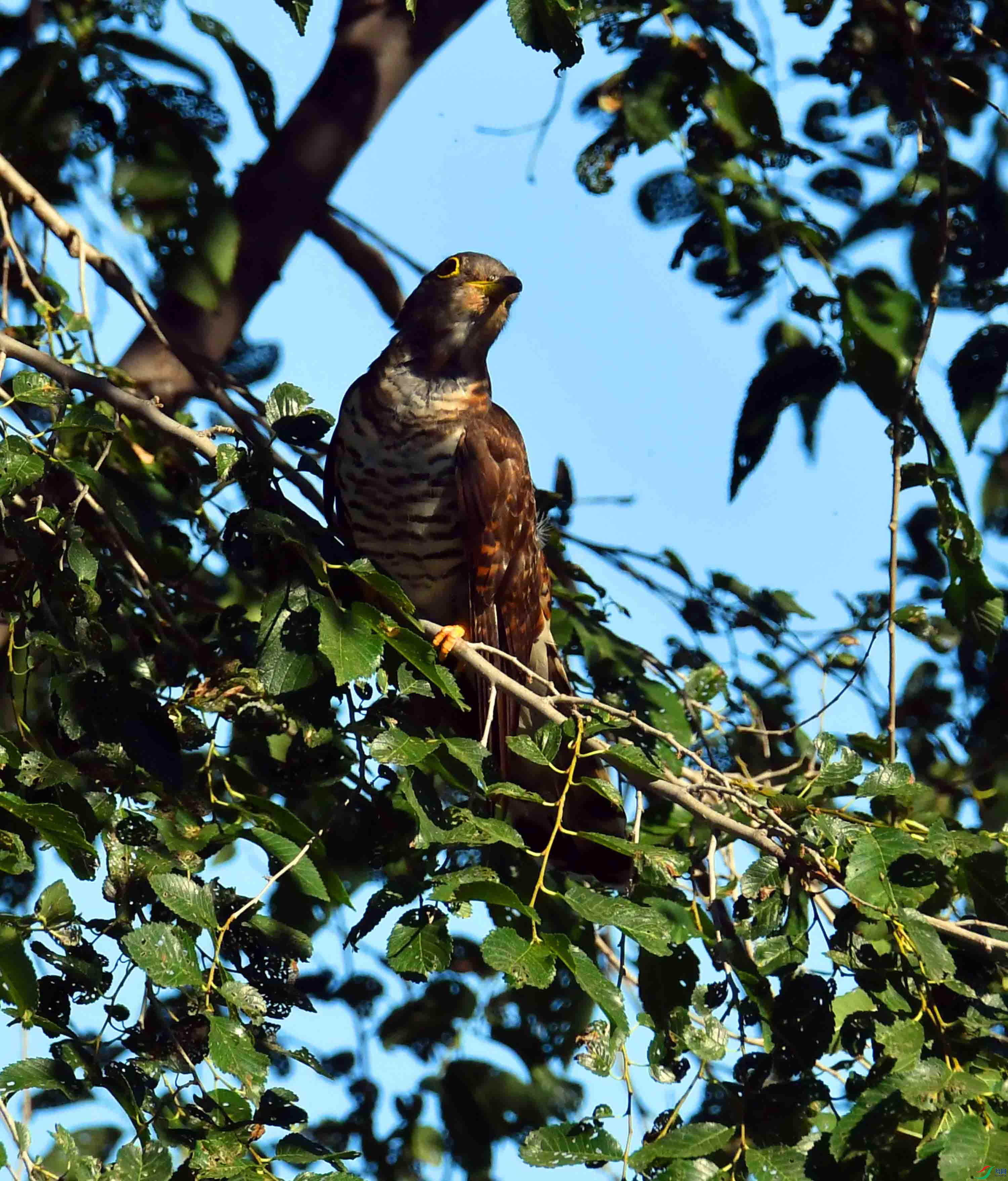 DSC_7930.JPG