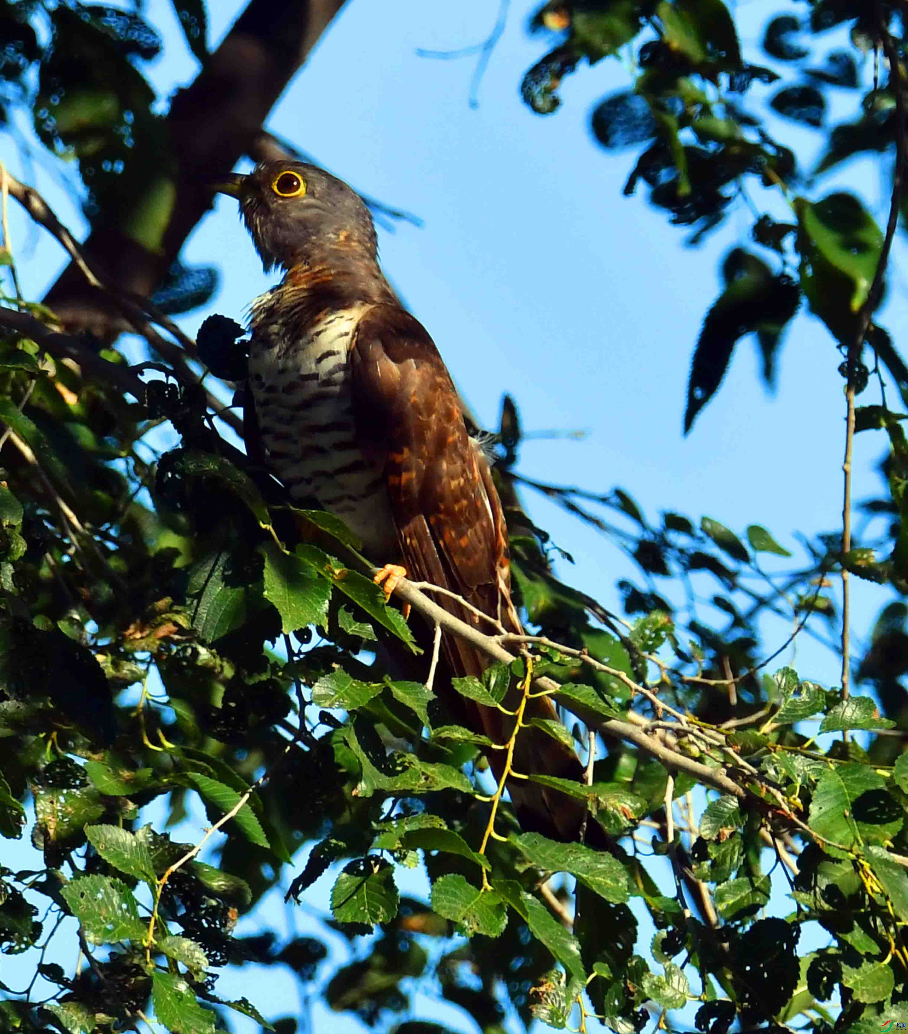 DSC_7950.JPG