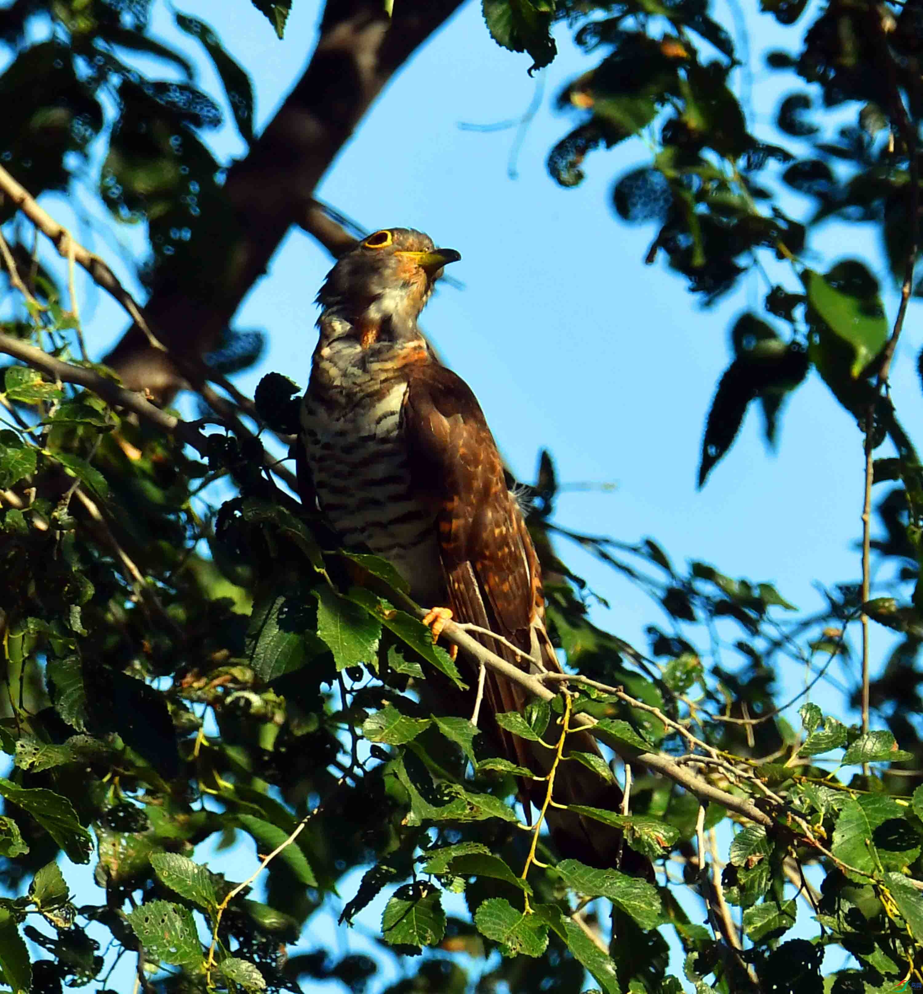 DSC_7953.JPG