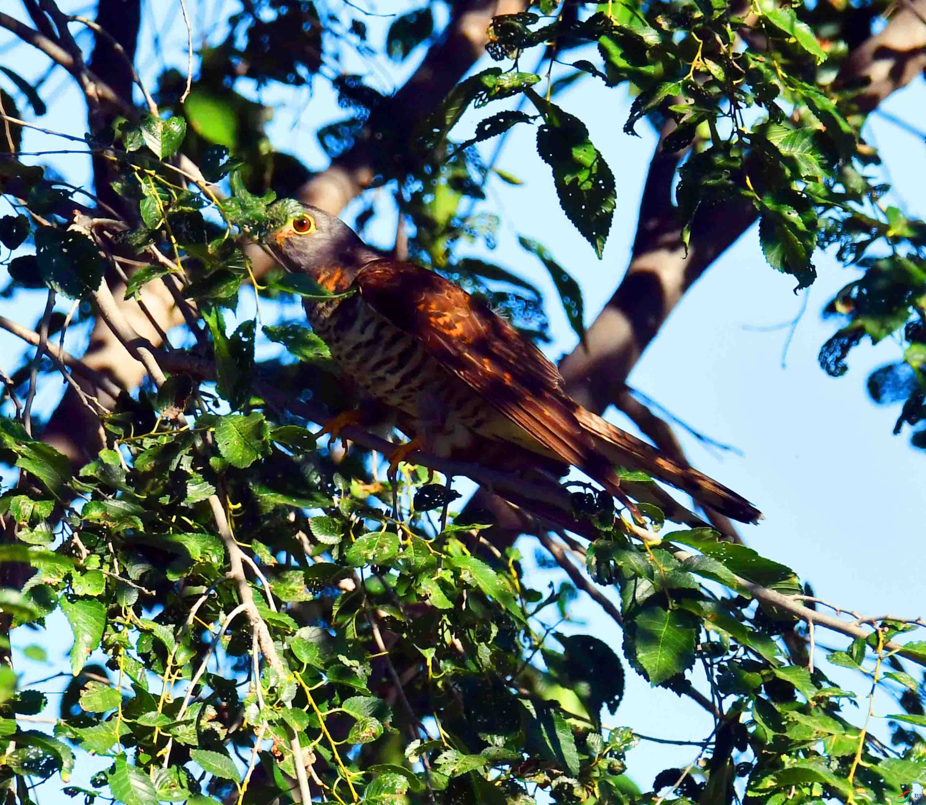 DSC_7984.JPG