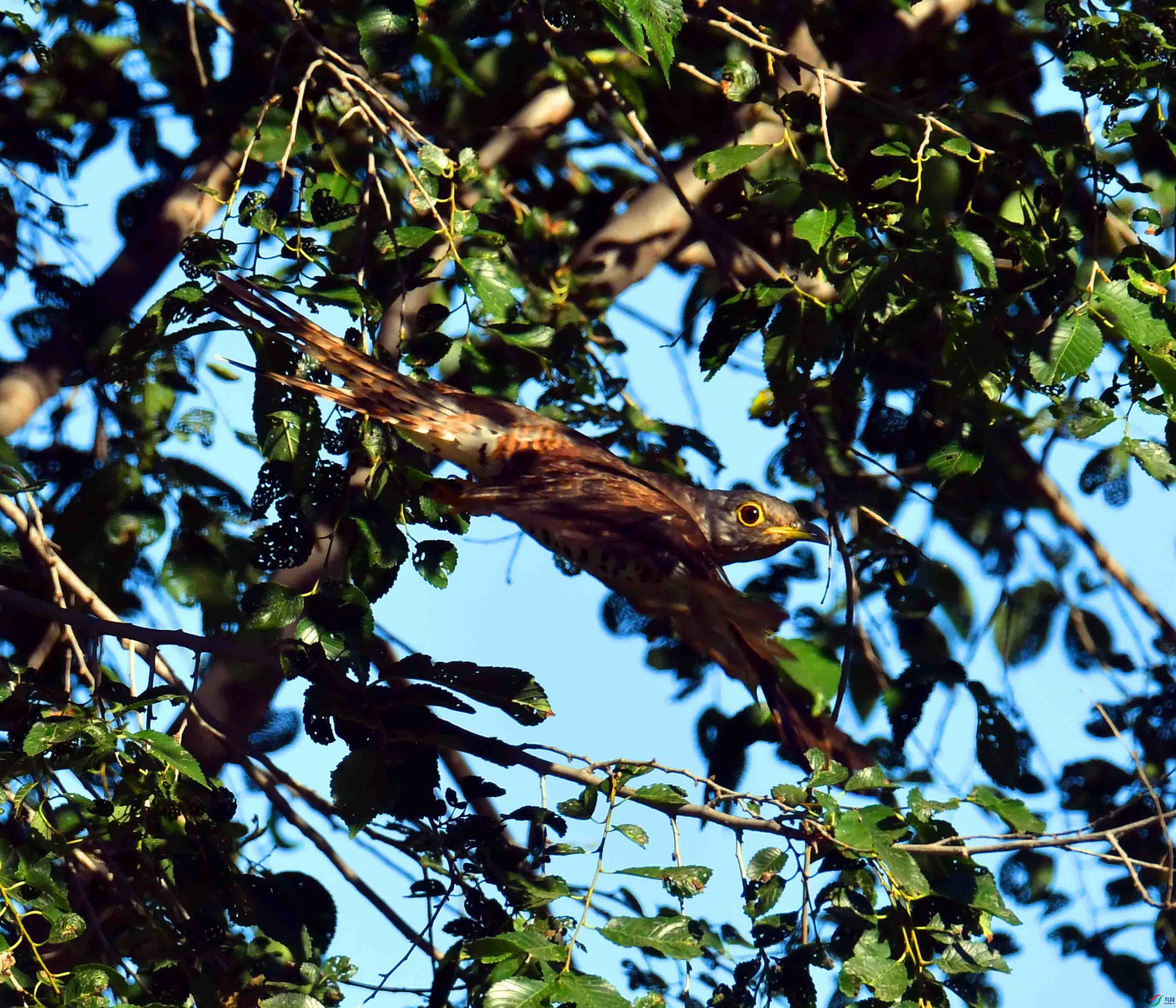 DSC_7988.JPG