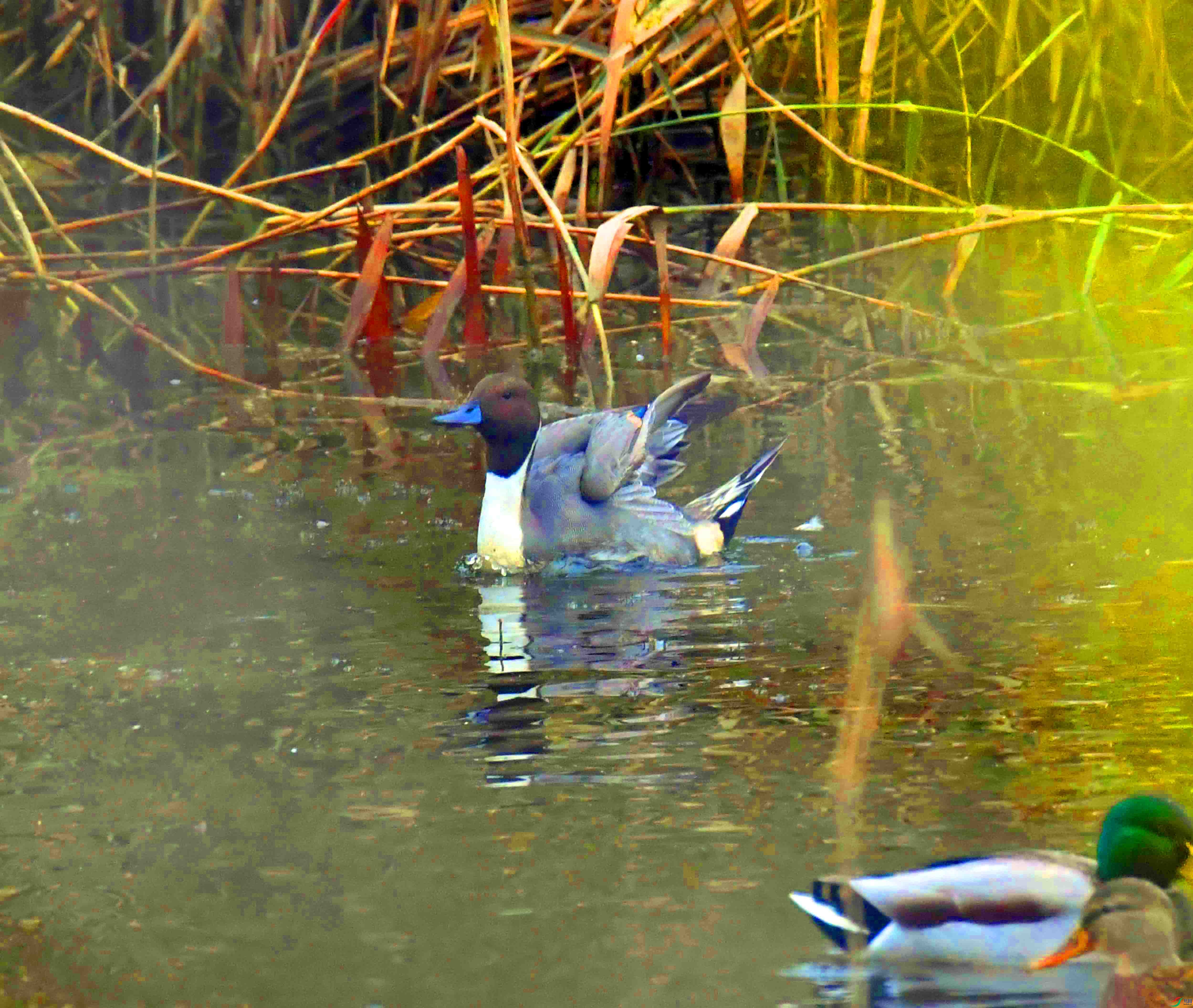 DSC_2936.JPG