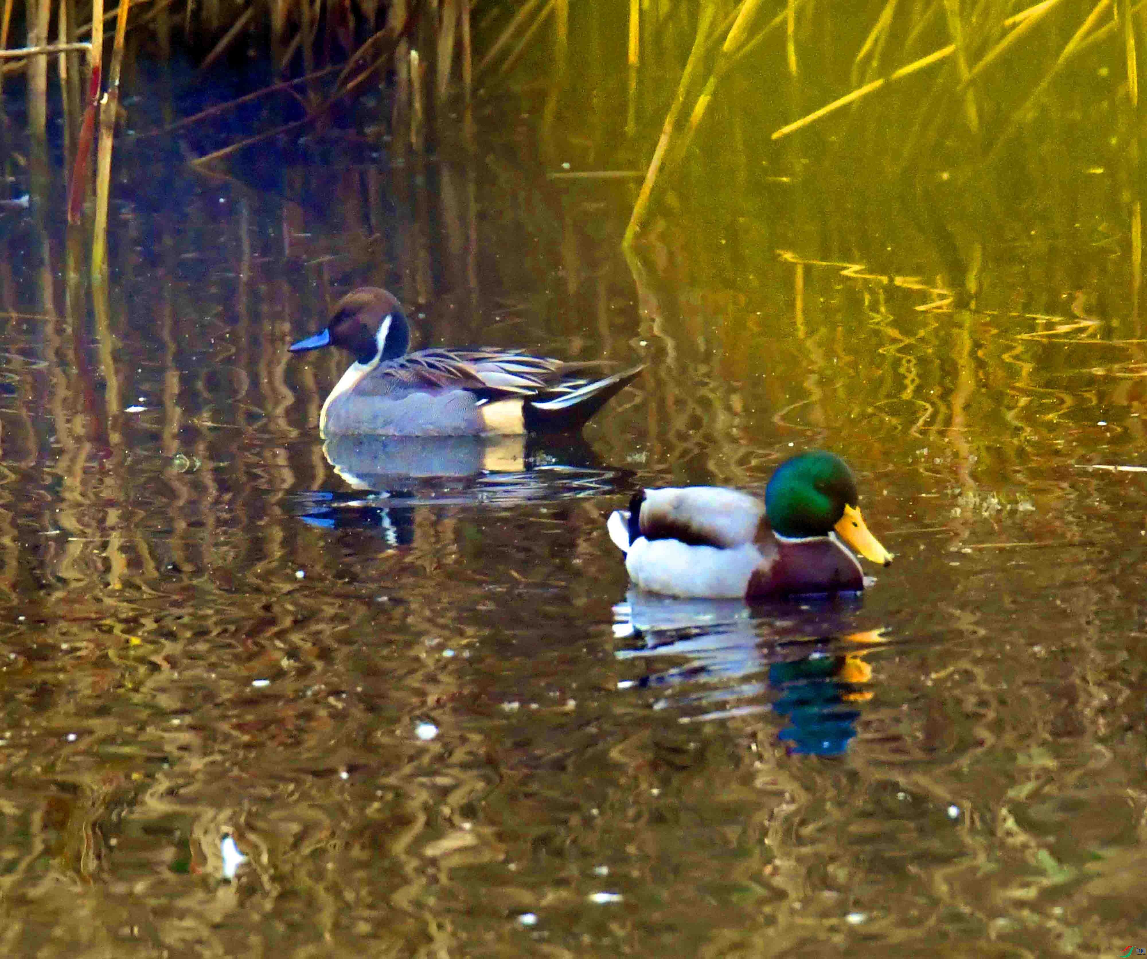 DSC_2964.JPG