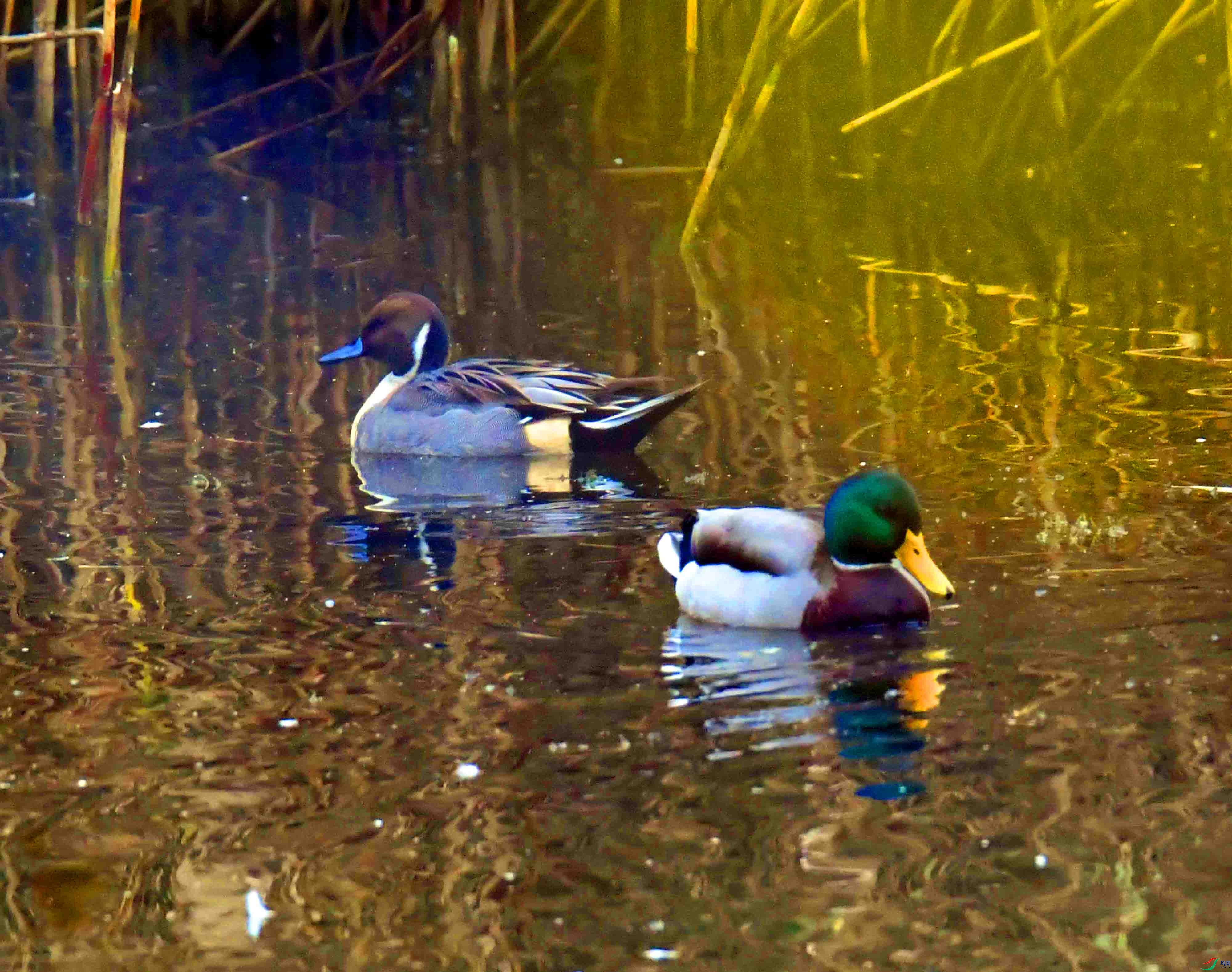 DSC_2963.JPG